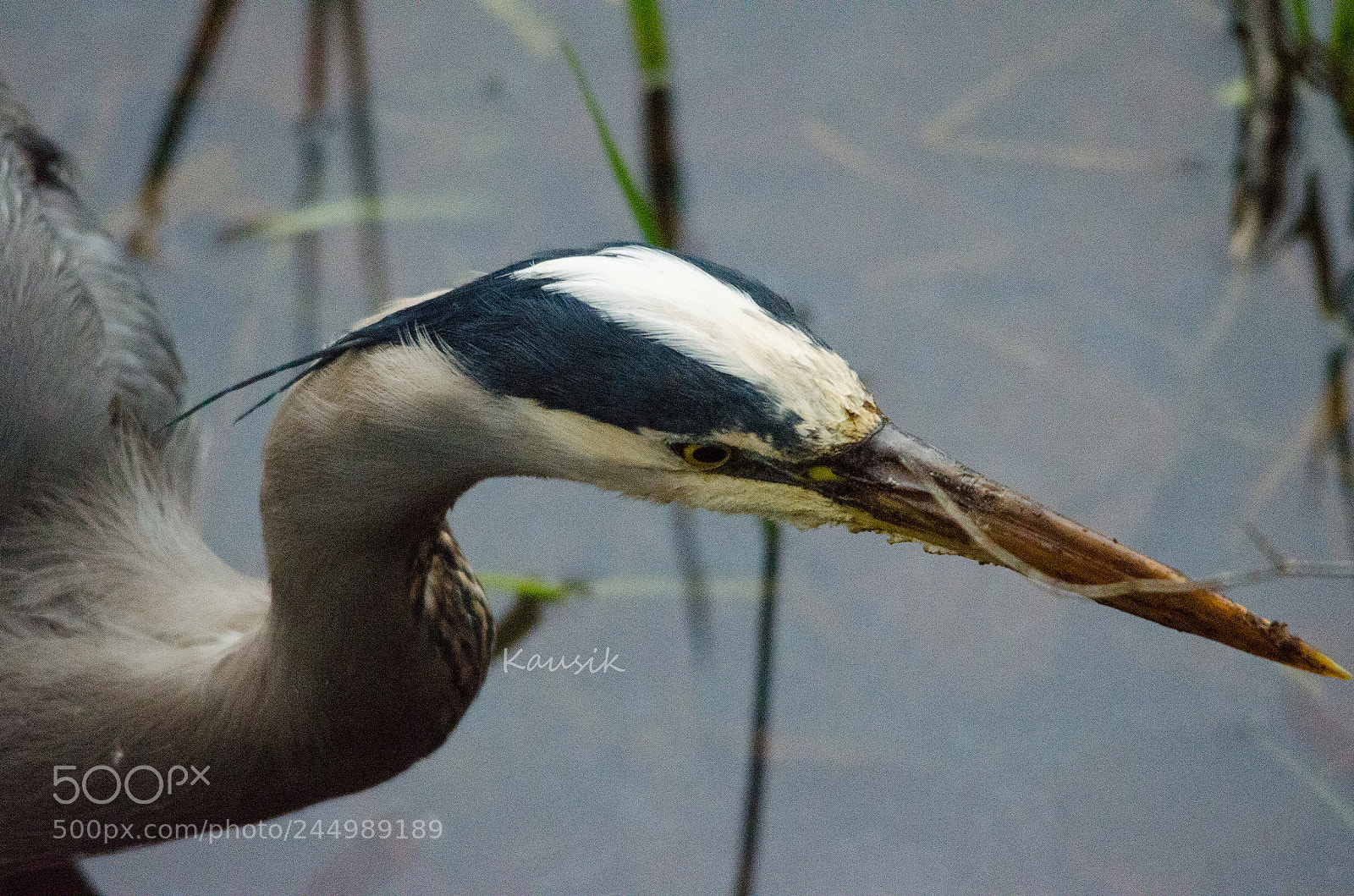 Nikon D5100 sample photo. Great blue heron photography