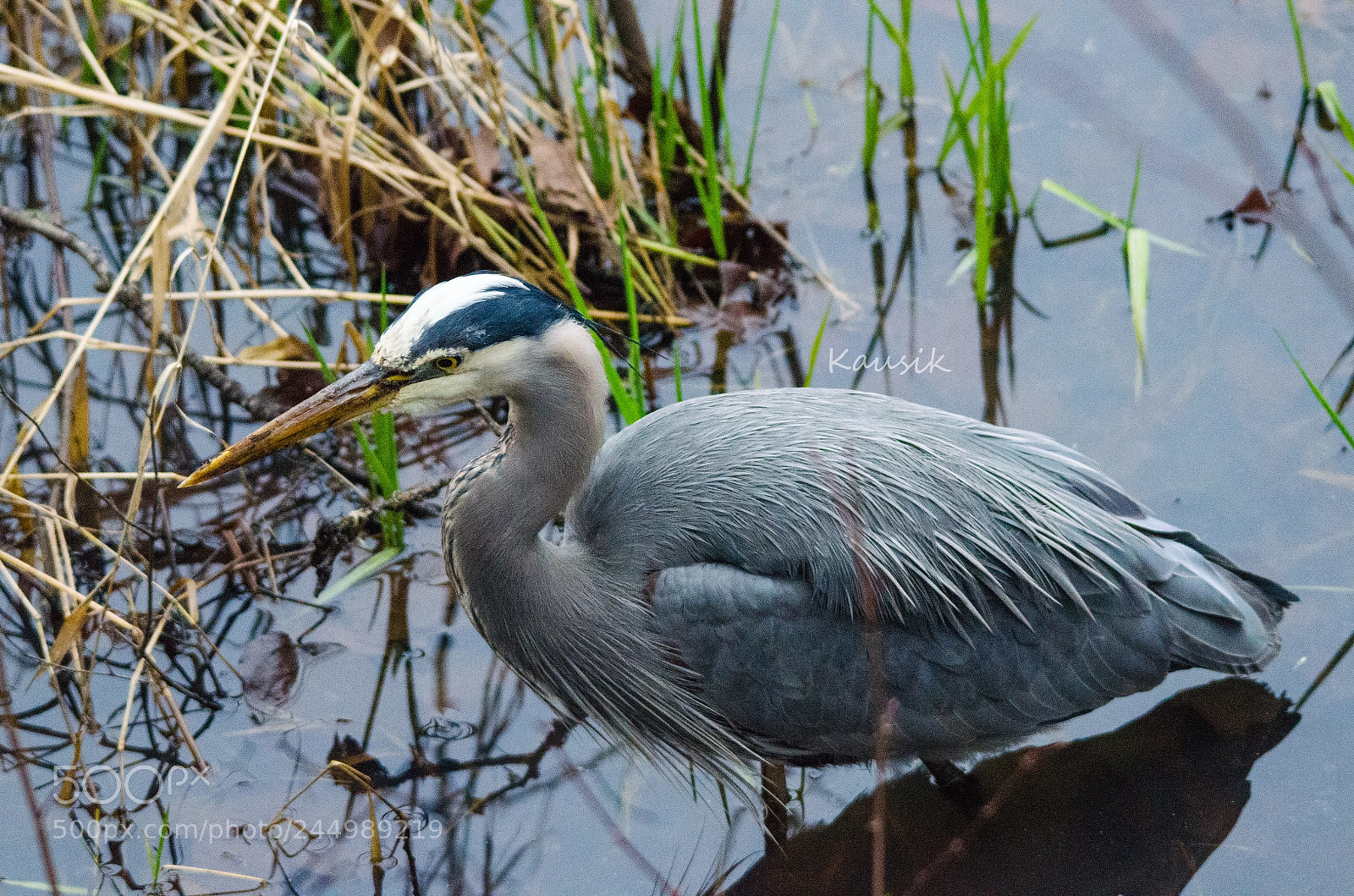 Nikon D5100 sample photo. Great blue heron photography