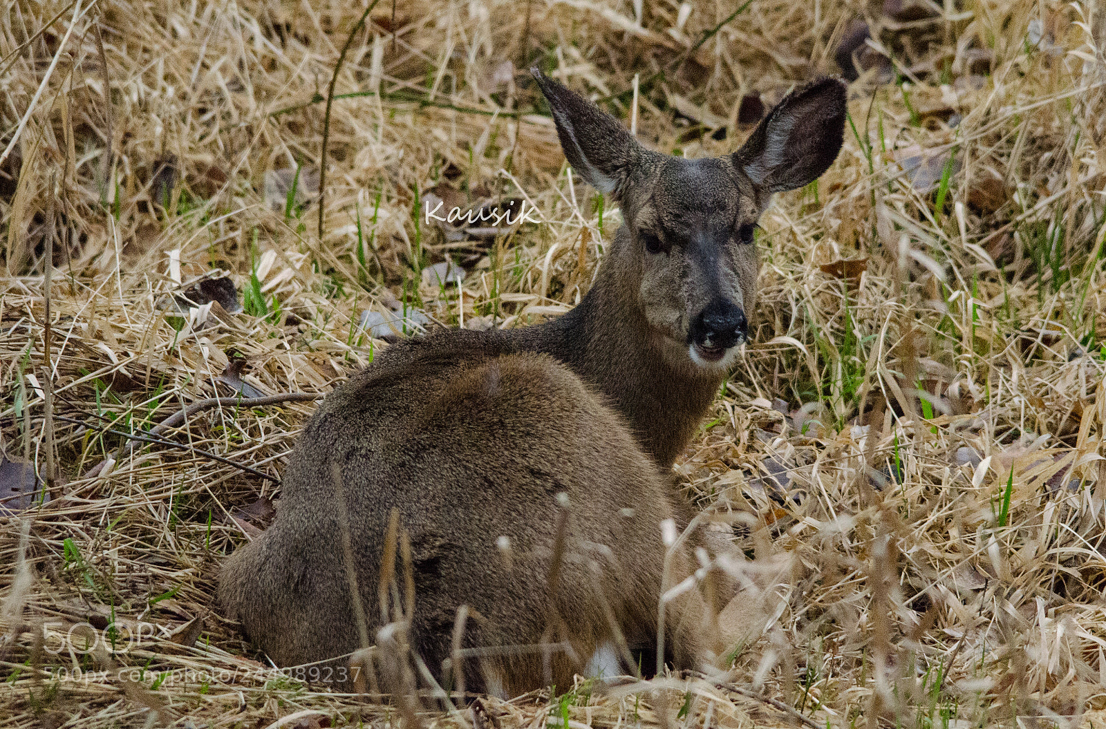 Nikon D5100 sample photo. Stare photography