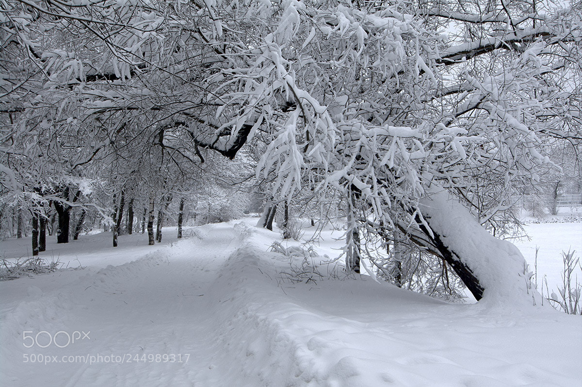 Pentax K-7 sample photo. Many,many,many snow. photography