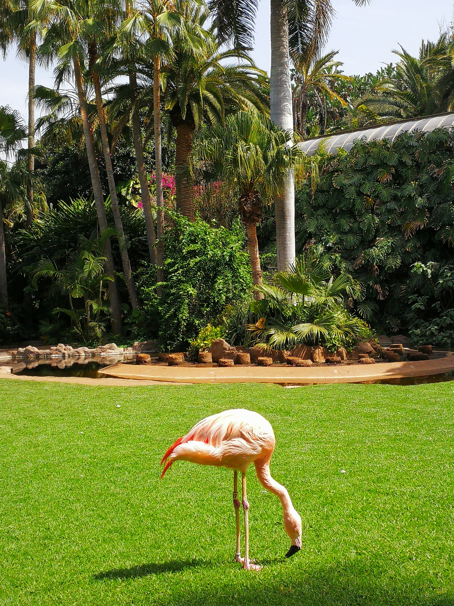 HUAWEI Mate 9 Pro sample photo. Flamingo photography