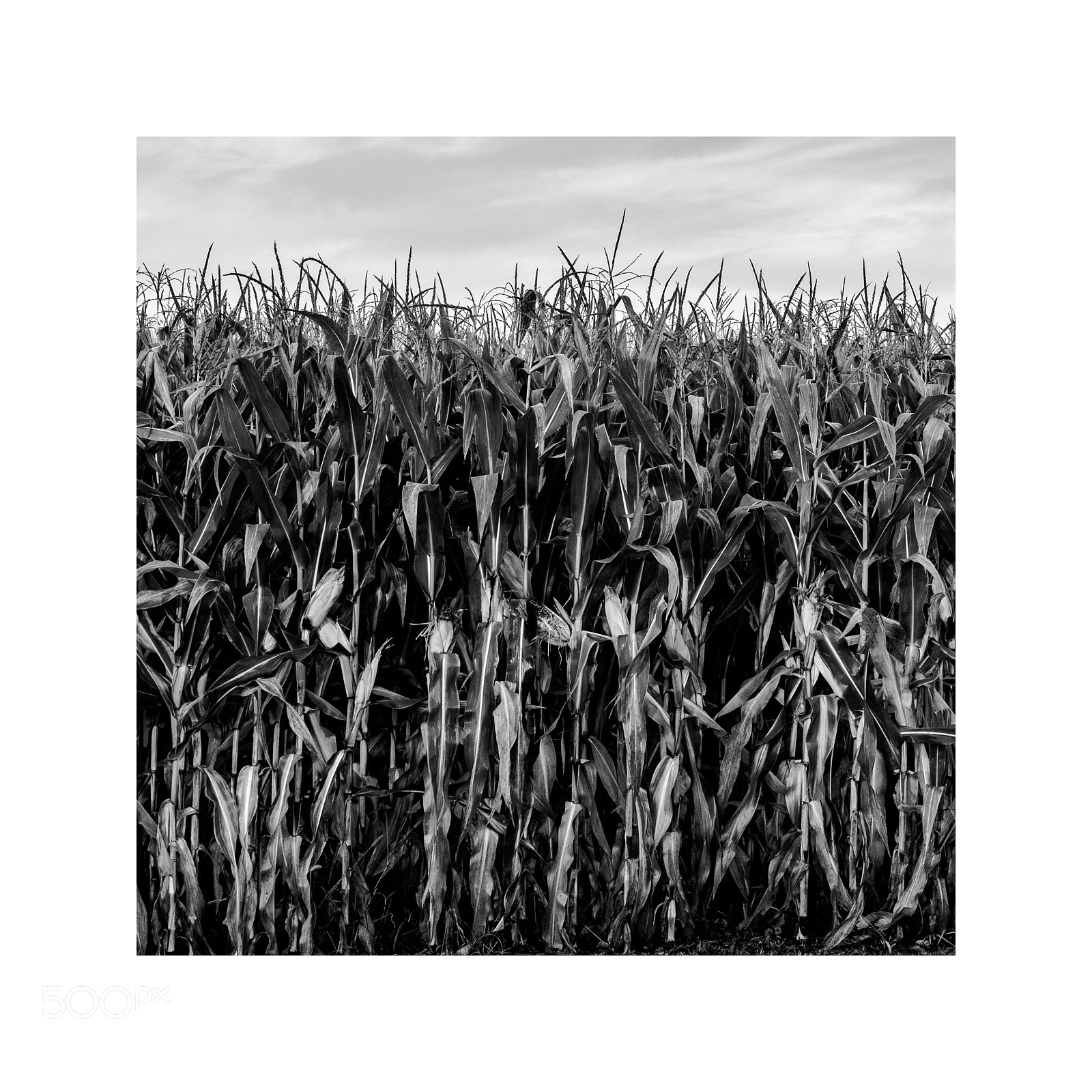 Fujifilm X-T1 sample photo. Corn field photography