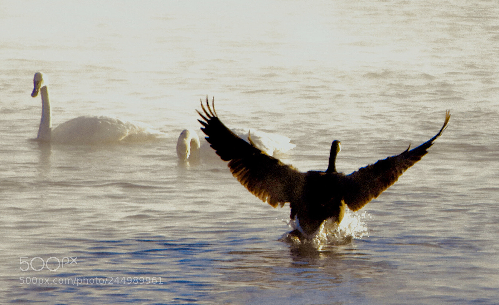Nikon D3400 sample photo. Misty swans photography