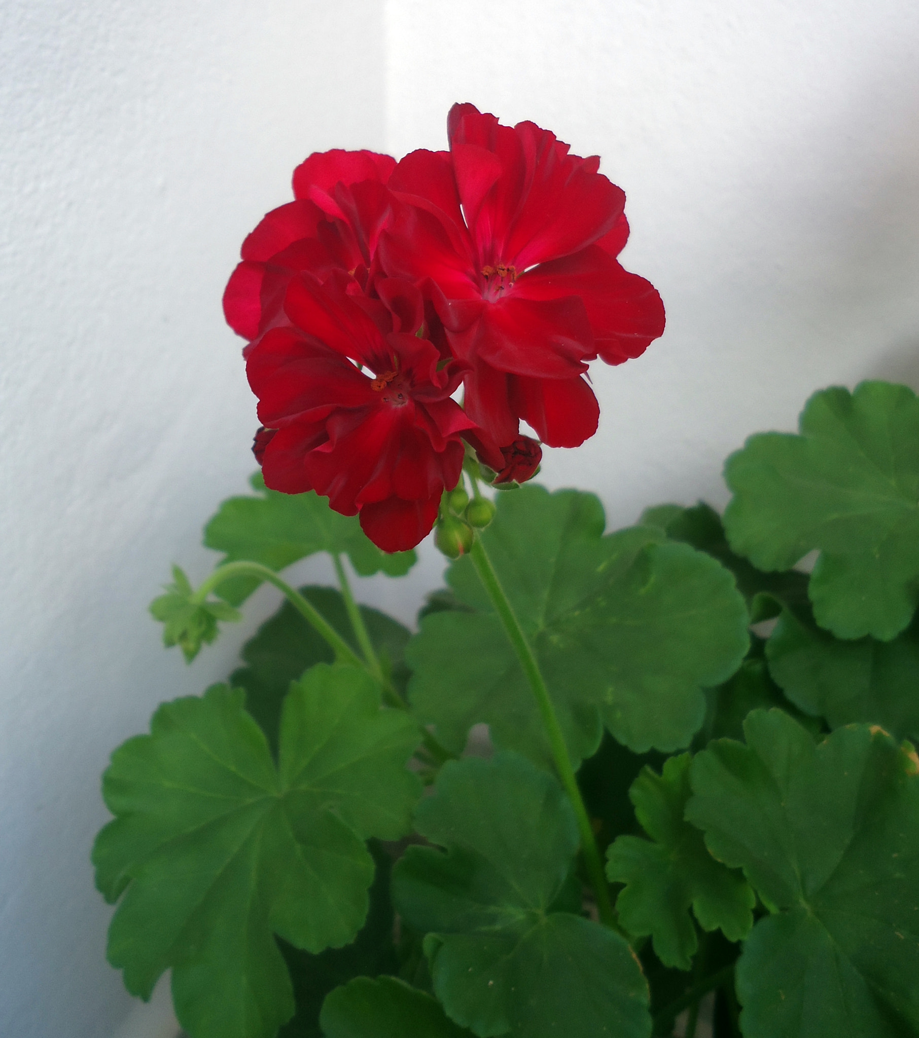 Sony Cyber-shot DSC-W530 sample photo. Geranium photography