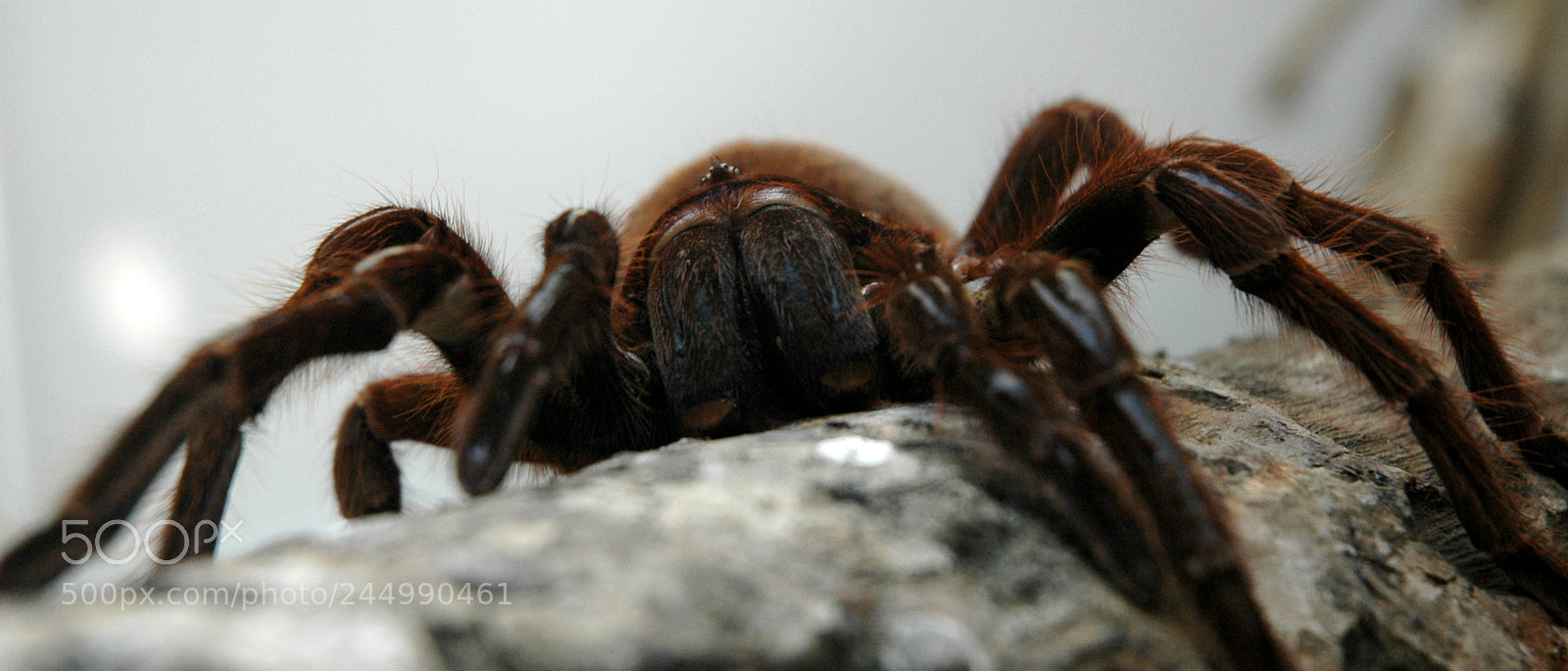 Nikon D70s sample photo. Tarántula goliath 2 photography