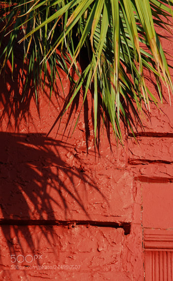 Nikon D60 sample photo. Td photography