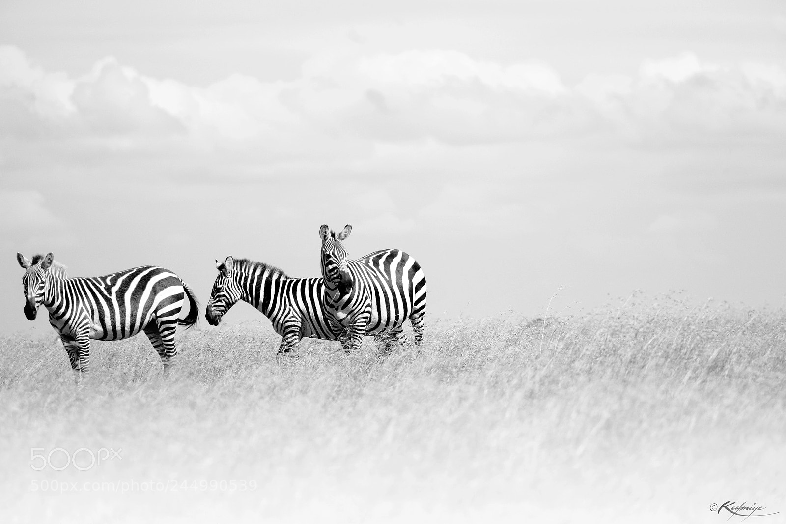 Canon EOS 5D sample photo. The stripes high-keyed photography