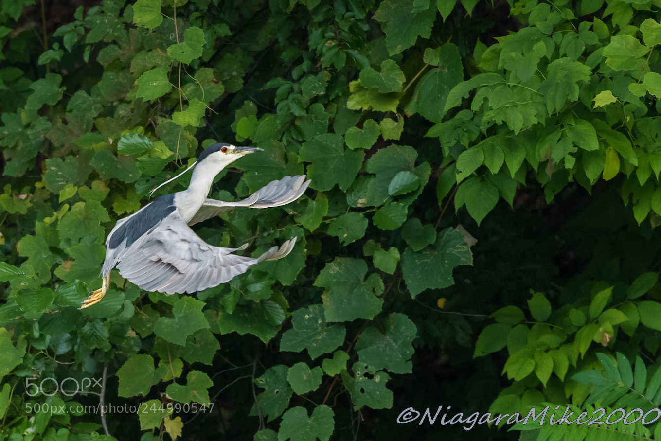 Nikon D810 sample photo. Night heron in flight photography