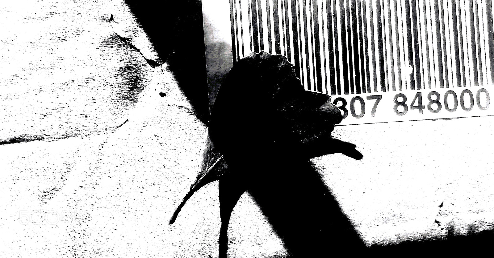 HTC DESRIE D530 sample photo. The code to breeze photography