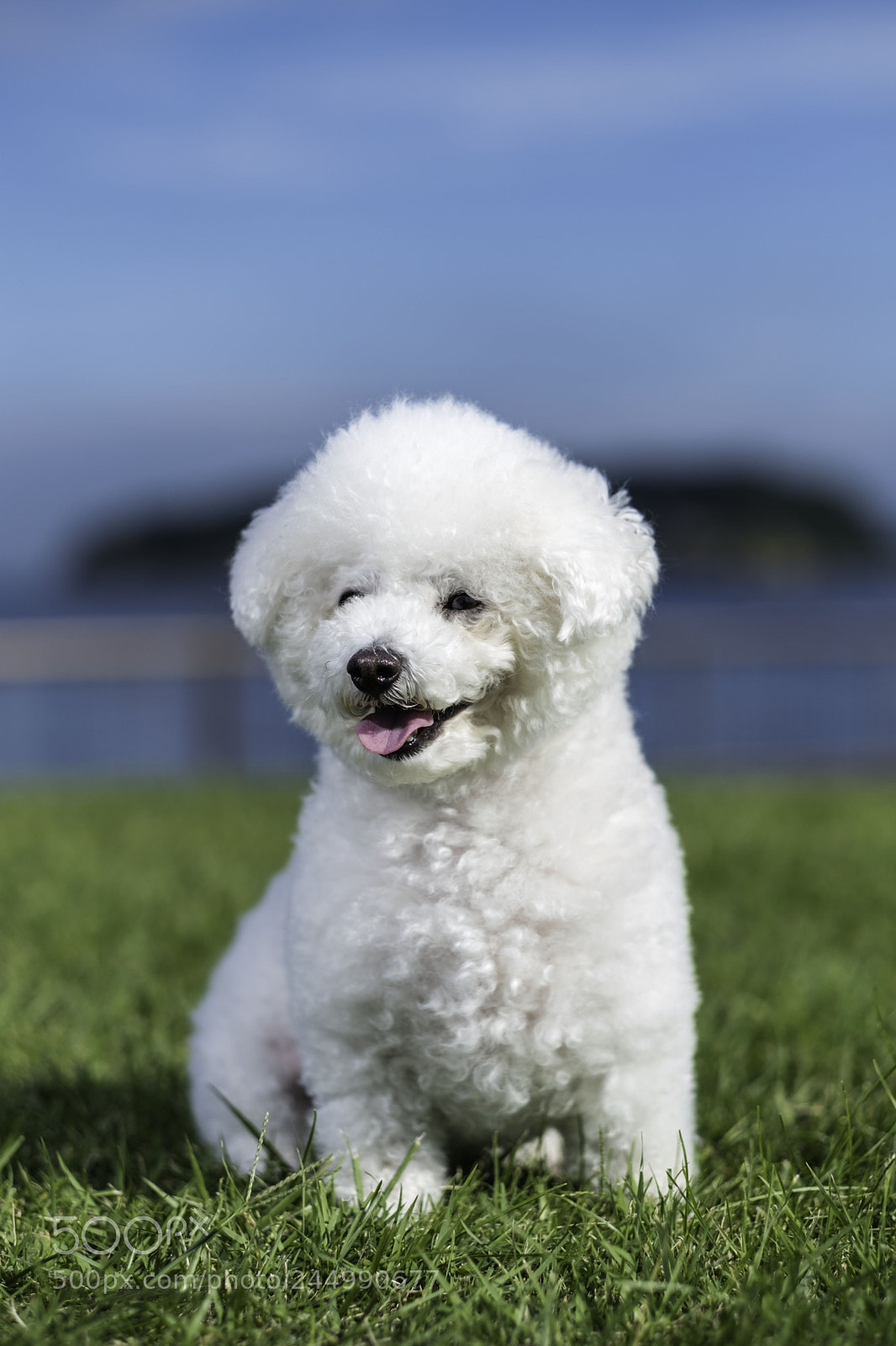 Fujifilm X-T2 sample photo. Bb my bichon frise photography