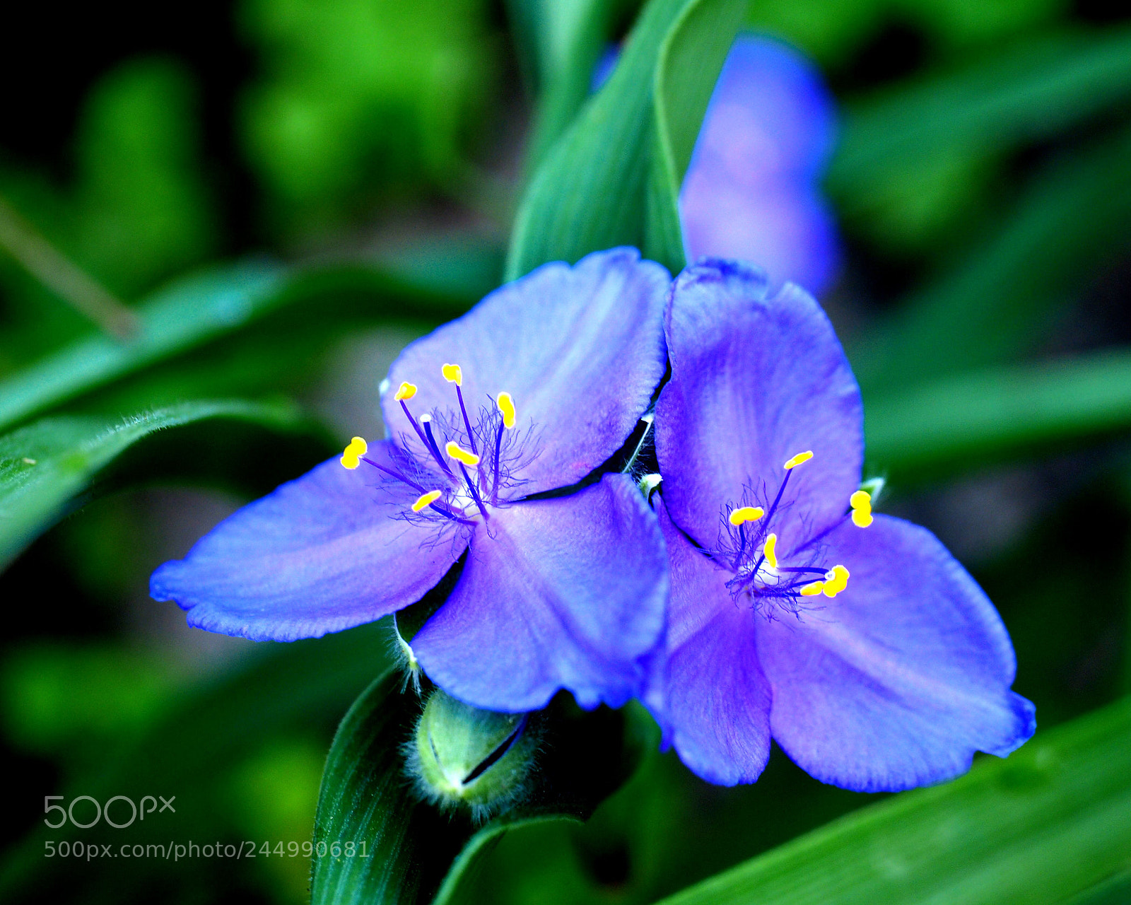 Olympus OM-D E-M1 sample photo. Wild flowers photography