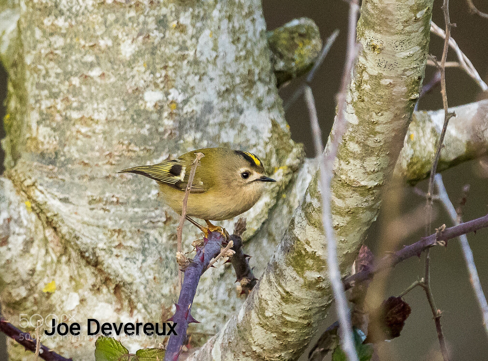Canon EOS 7D Mark II sample photo. Goldcrest photography