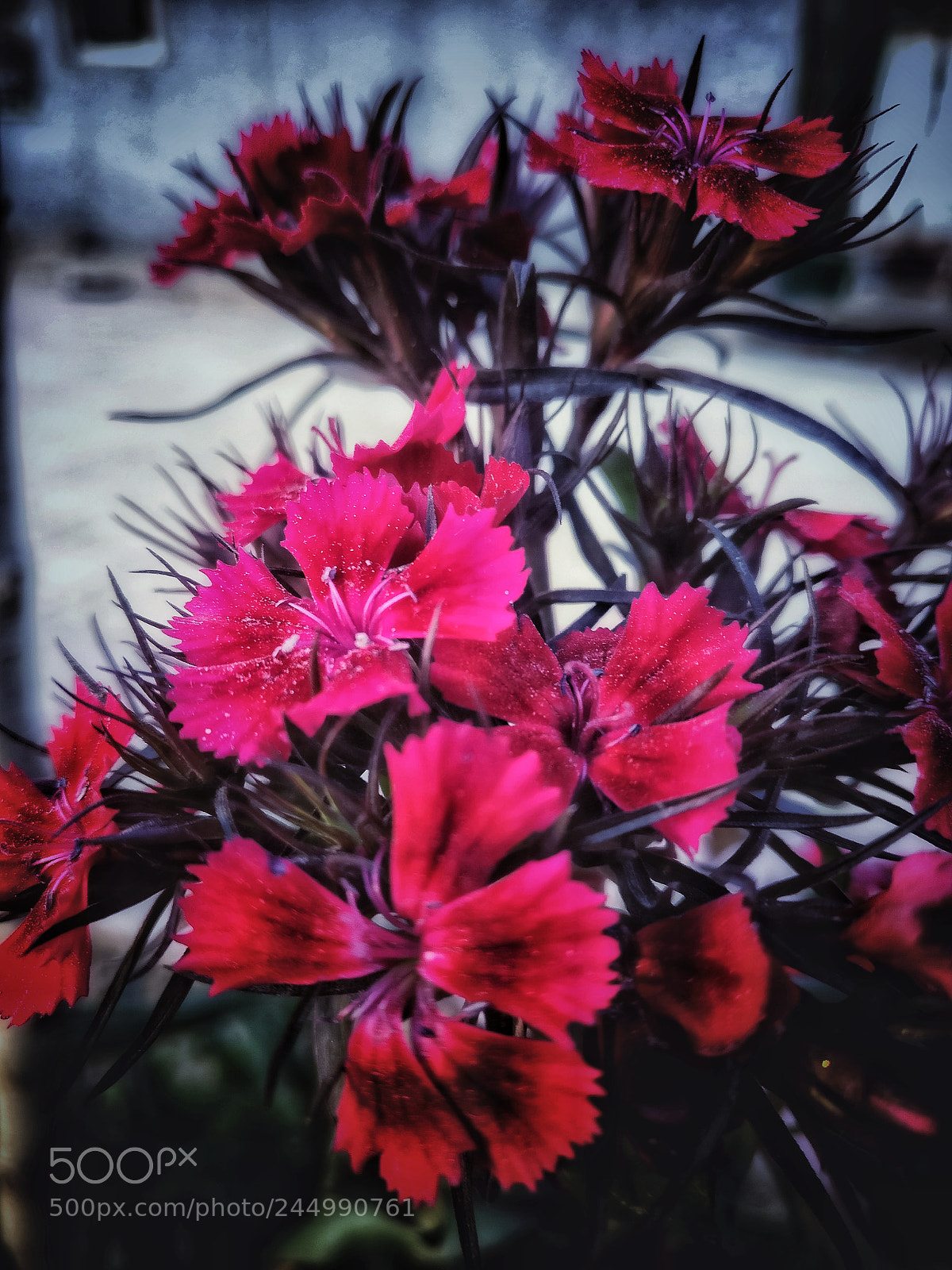 OnePlus A3003 sample photo. Weeping willow photography