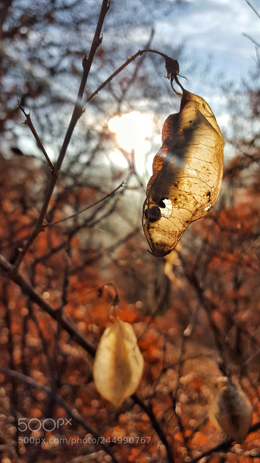 Samsung Galaxy S6 sample photo. Nature photography