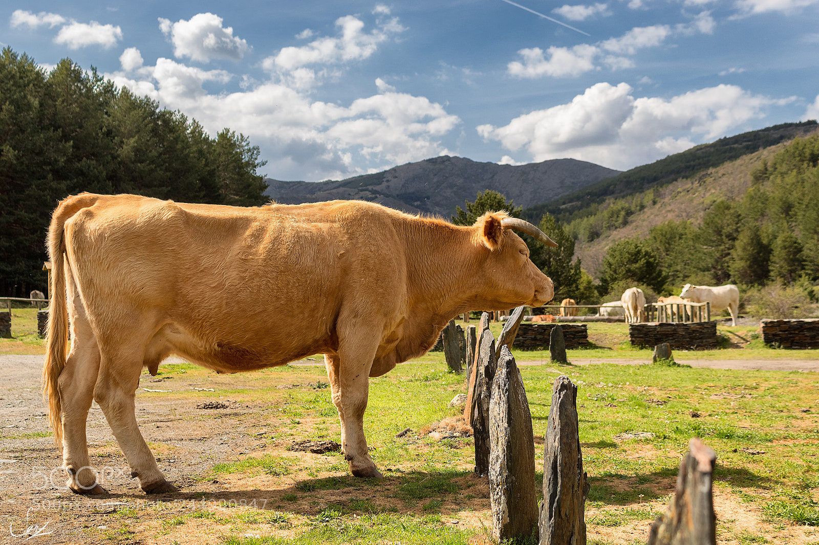 Canon EOS 1300D (EOS Rebel T6 / EOS Kiss X80) sample photo. Hdr cow photography