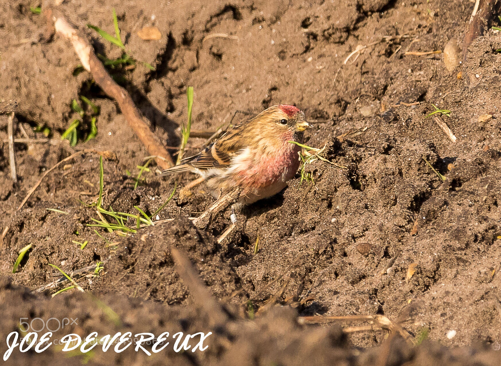 Canon EOS 7D Mark II sample photo. Redpoll photography