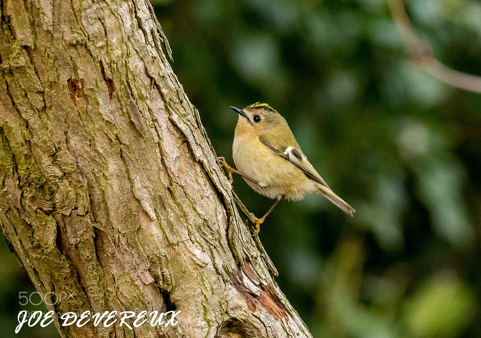 Canon EOS 7D Mark II sample photo. Goldcrest photography