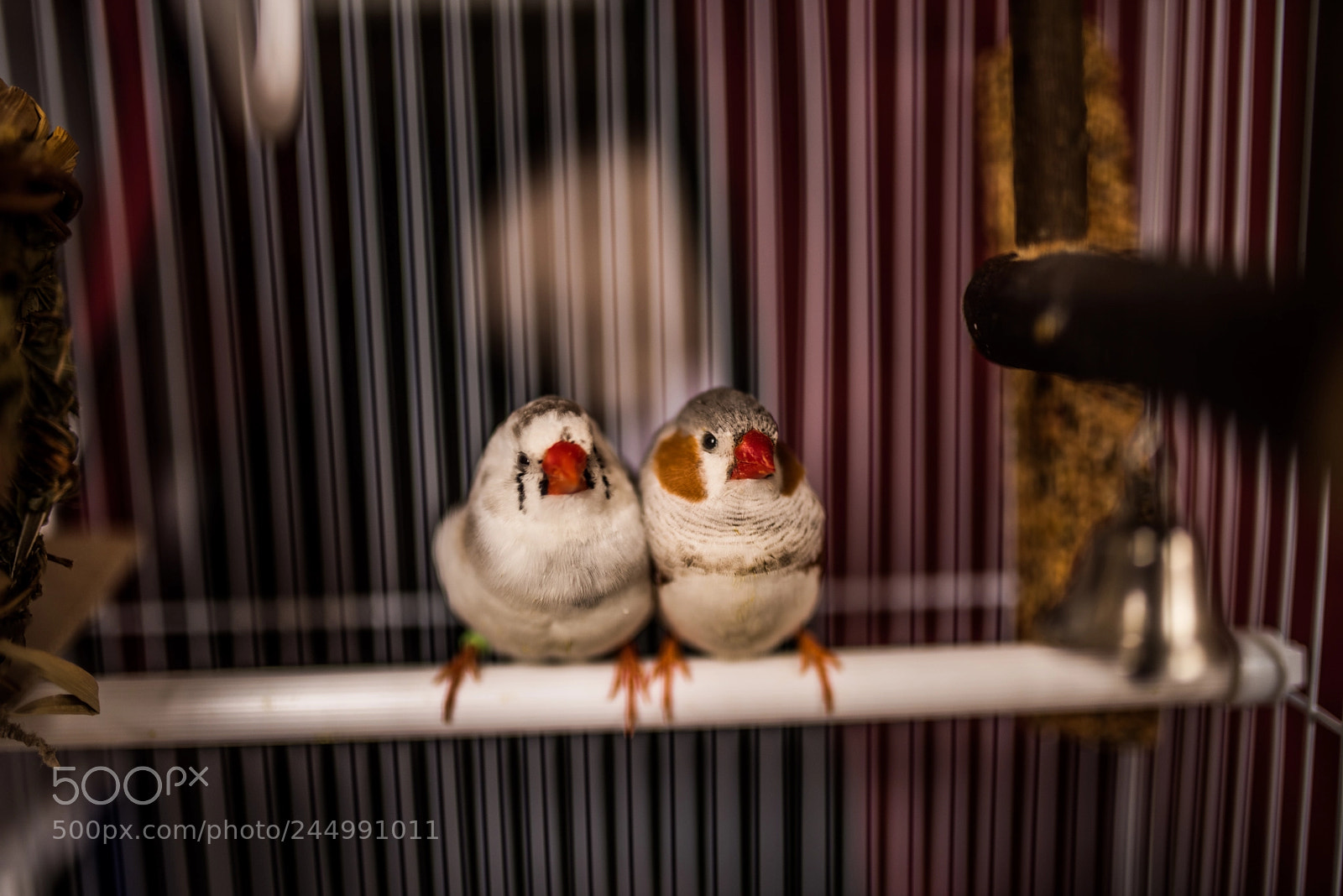 Nikon D810 sample photo. Love birds photography
