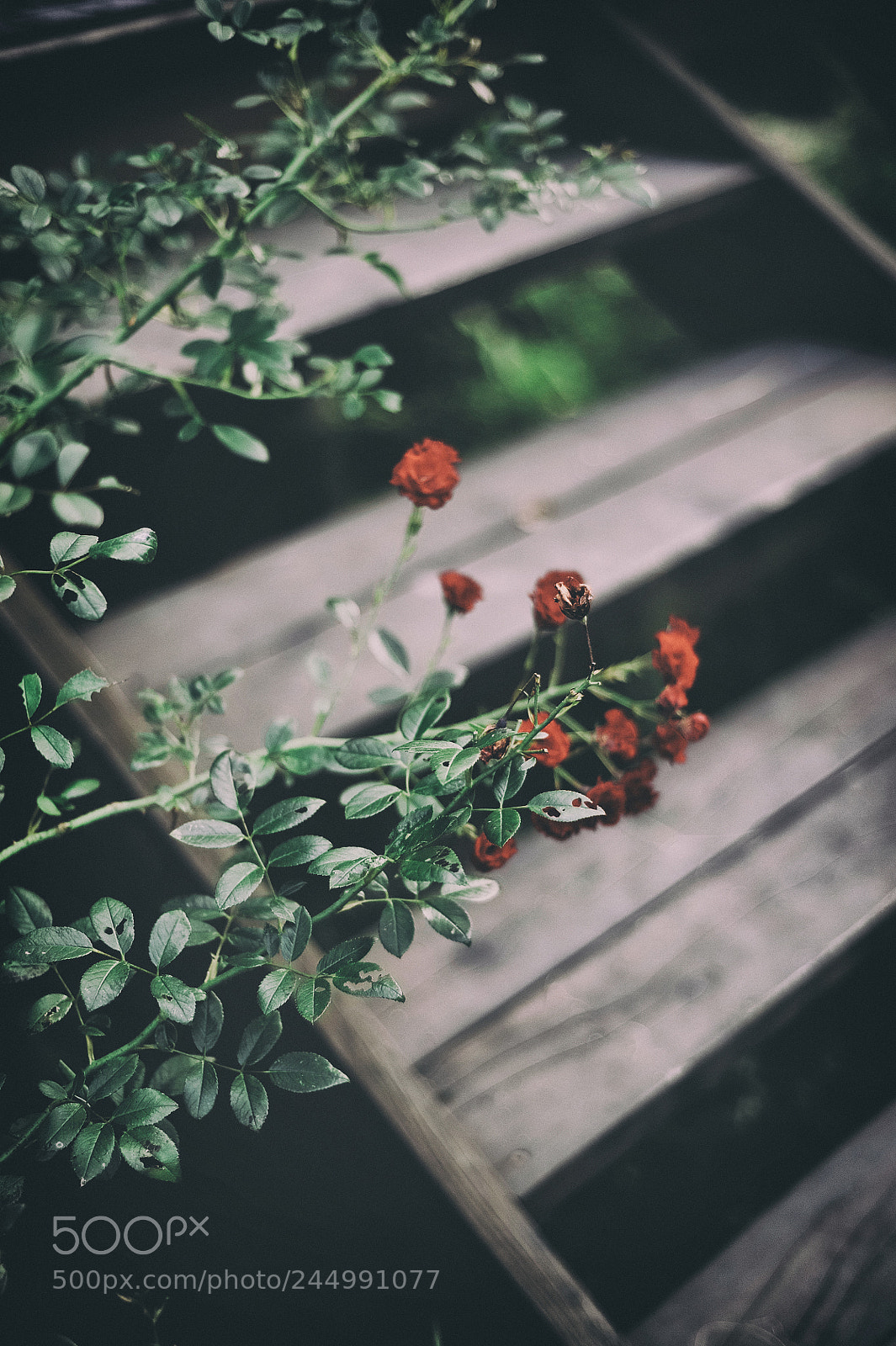 Nikon D3 sample photo. La vie en rose photography