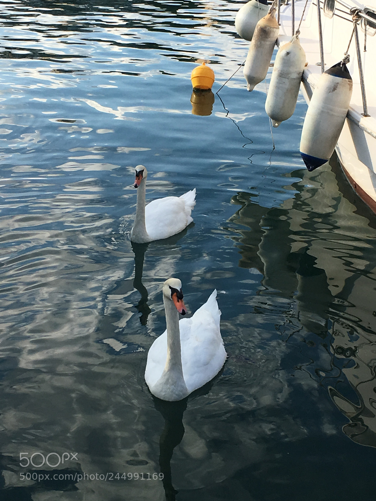 Apple iPhone 6s sample photo. Swans swimming in the photography