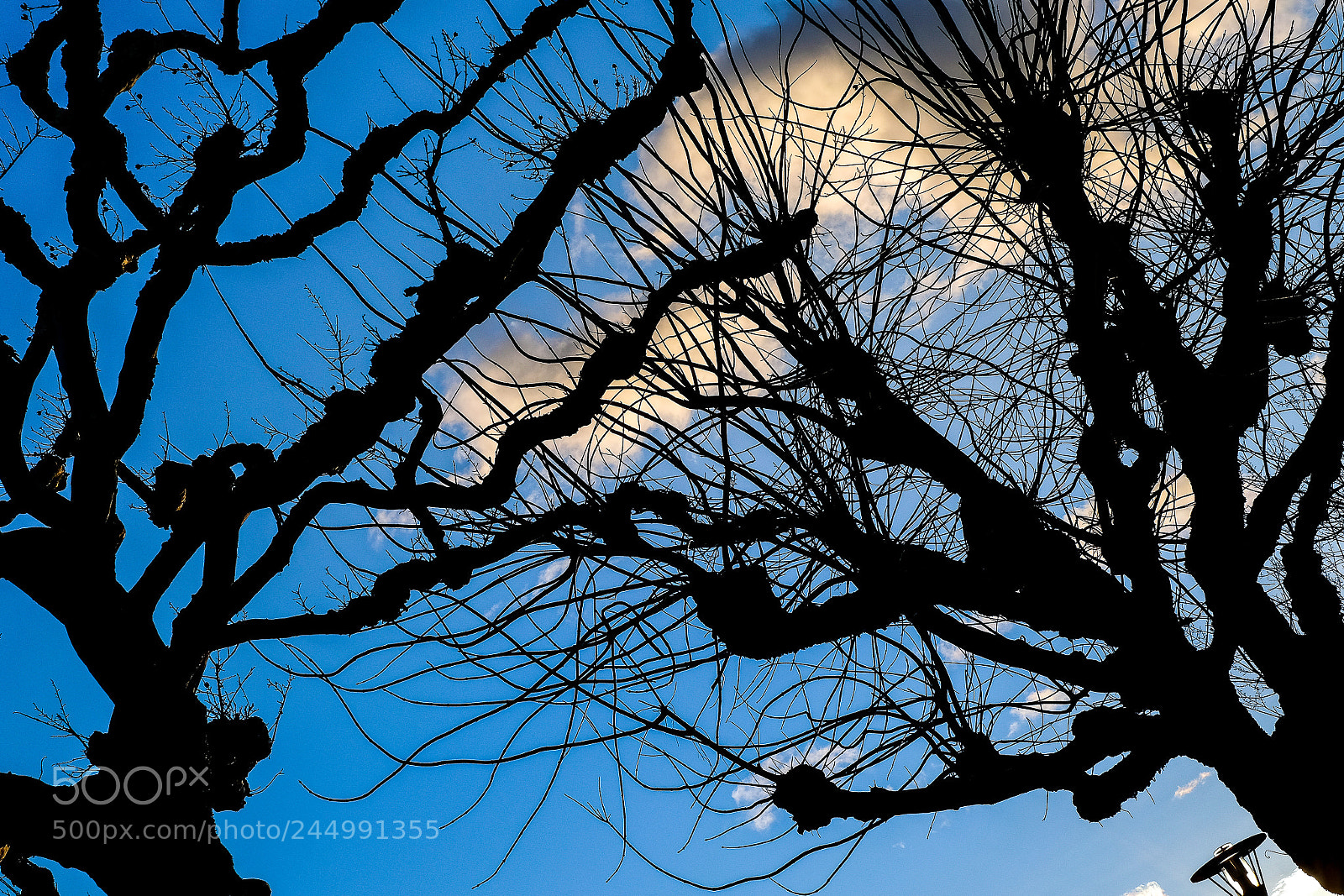 Fujifilm X-T20 sample photo. Spooky trees photography