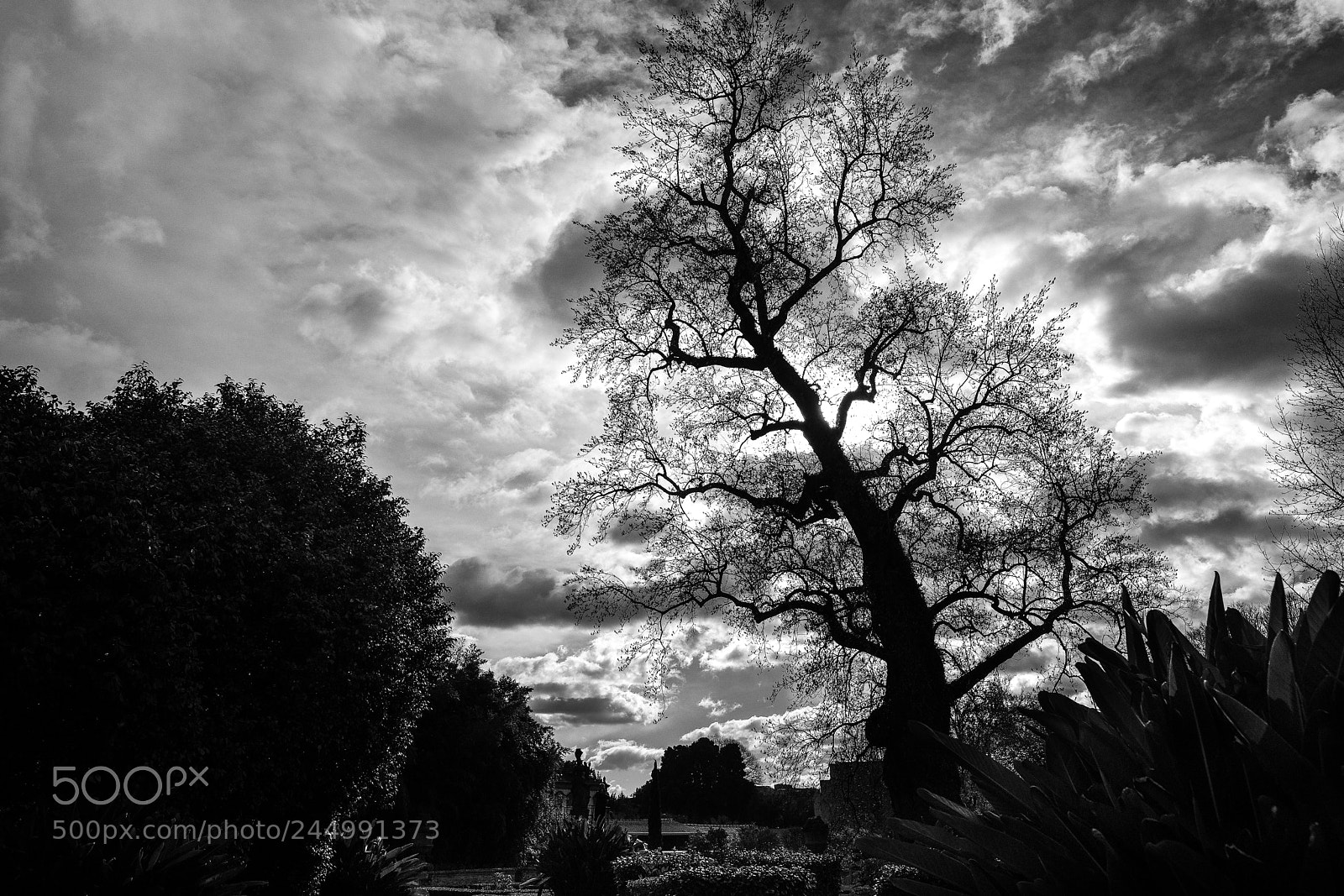 Fujifilm X-T20 sample photo. Spooky tree photography