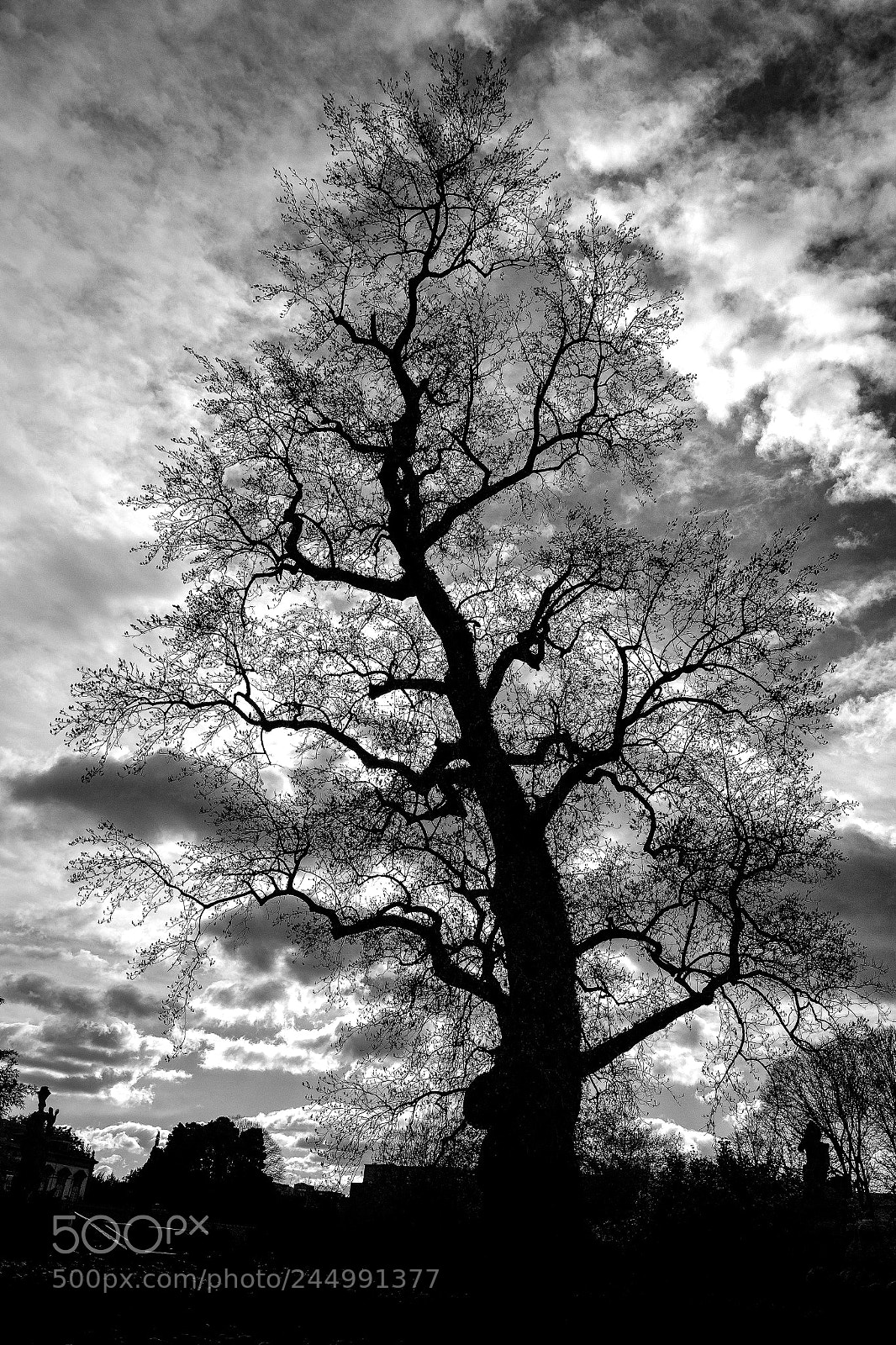 Fujifilm X-T20 sample photo. Spooky tree photography