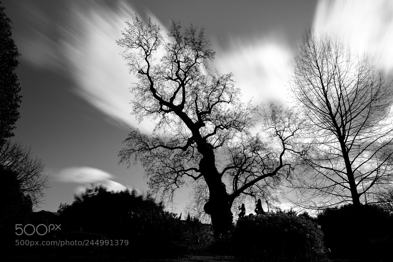 Fujifilm X-T20 sample photo. Spooky tree photography