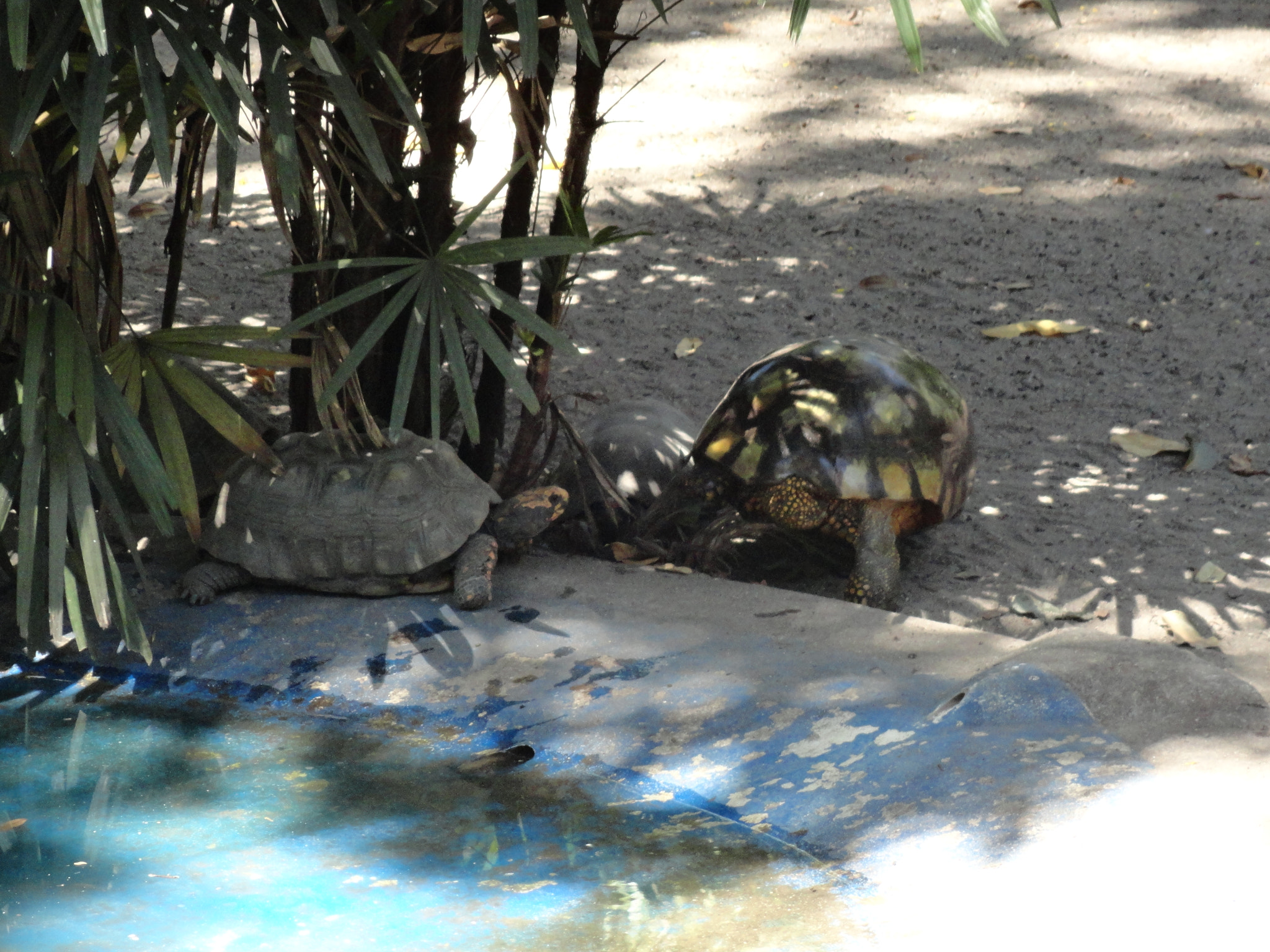 Sony Cyber-shot DSC-H70 sample photo. Turtle photography
