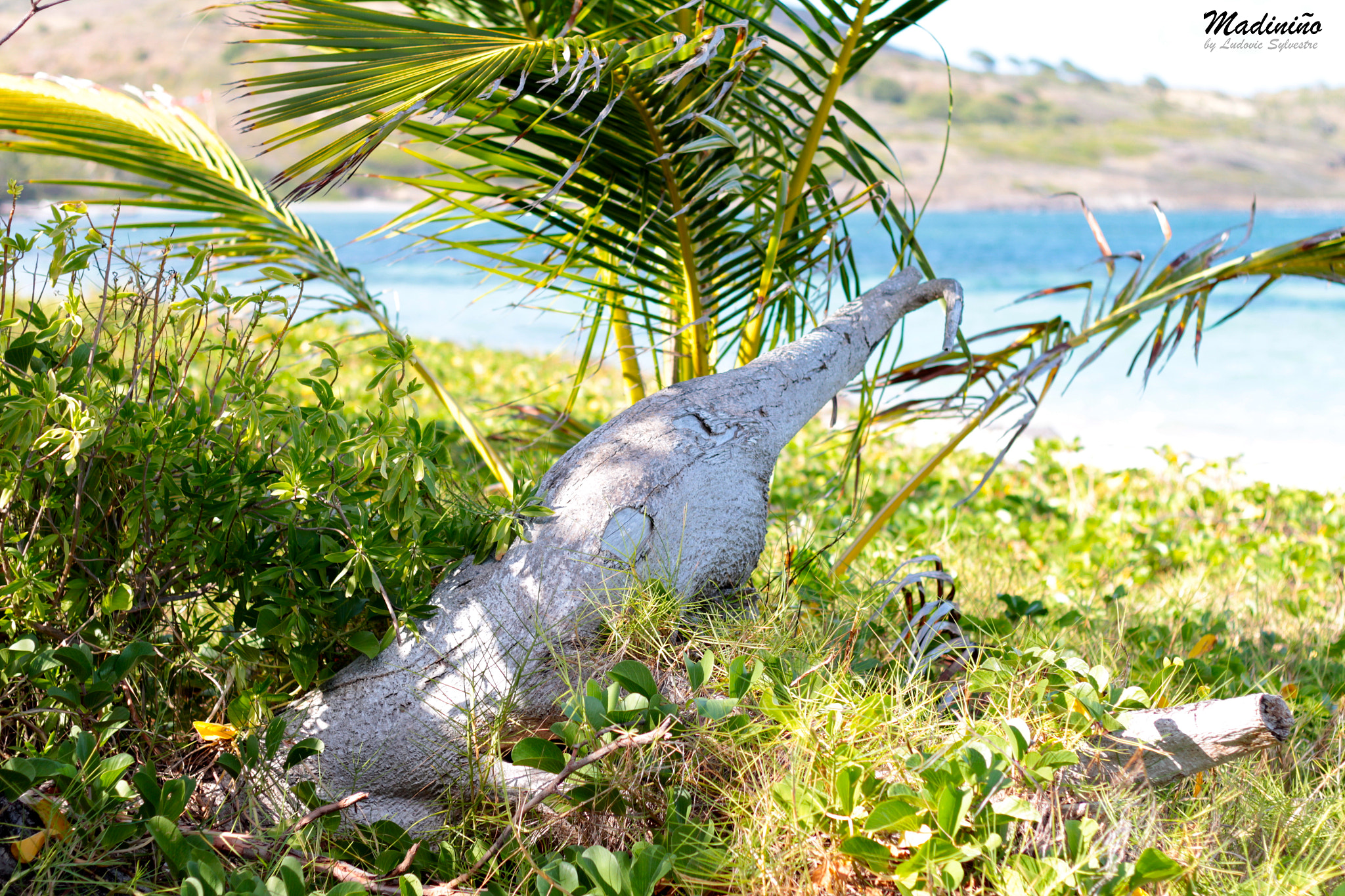 Canon EOS 650D (EOS Rebel T4i / EOS Kiss X6i) sample photo. Paradis photography