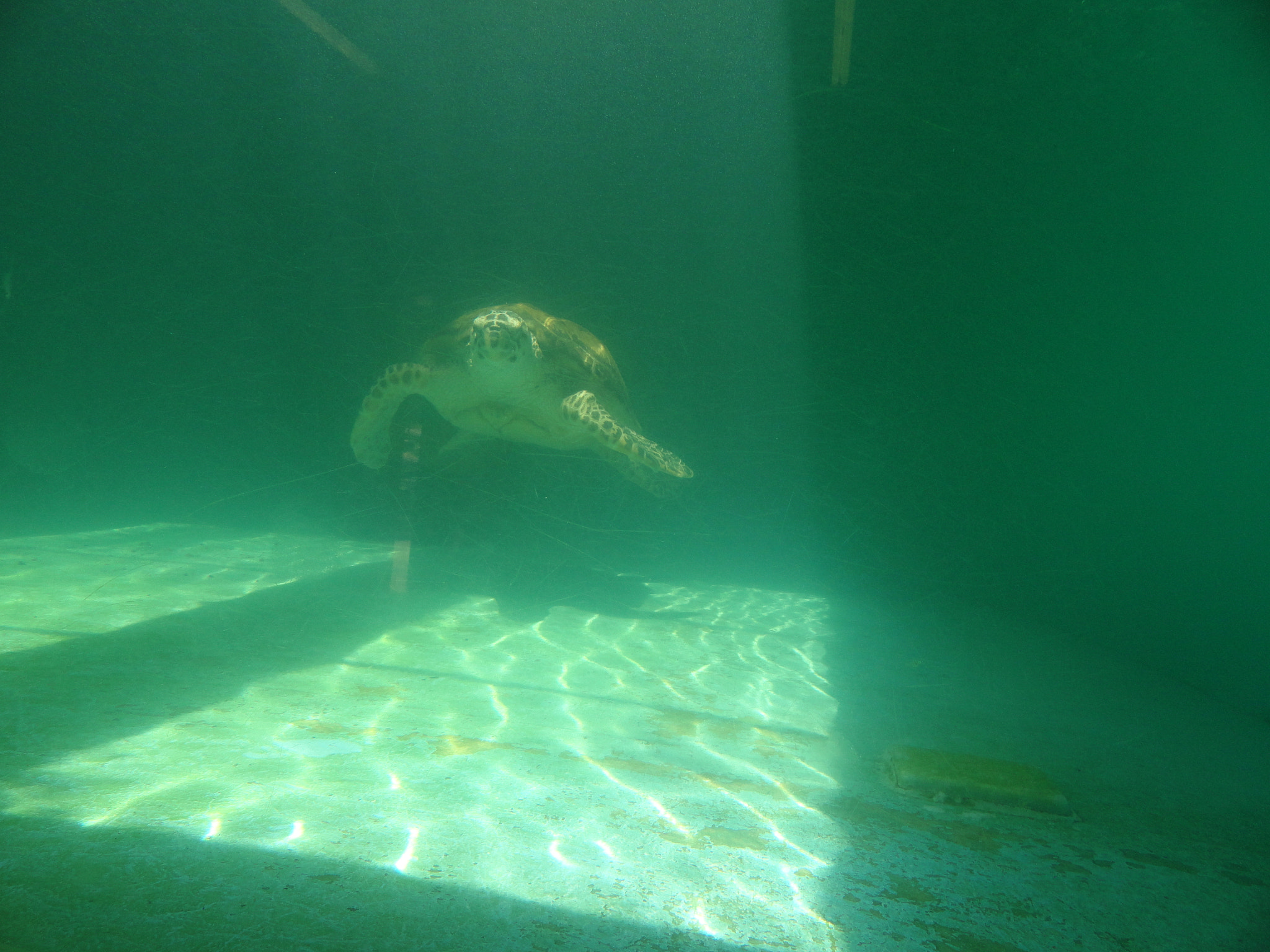 Sony Cyber-shot DSC-H70 sample photo. Turtle photography