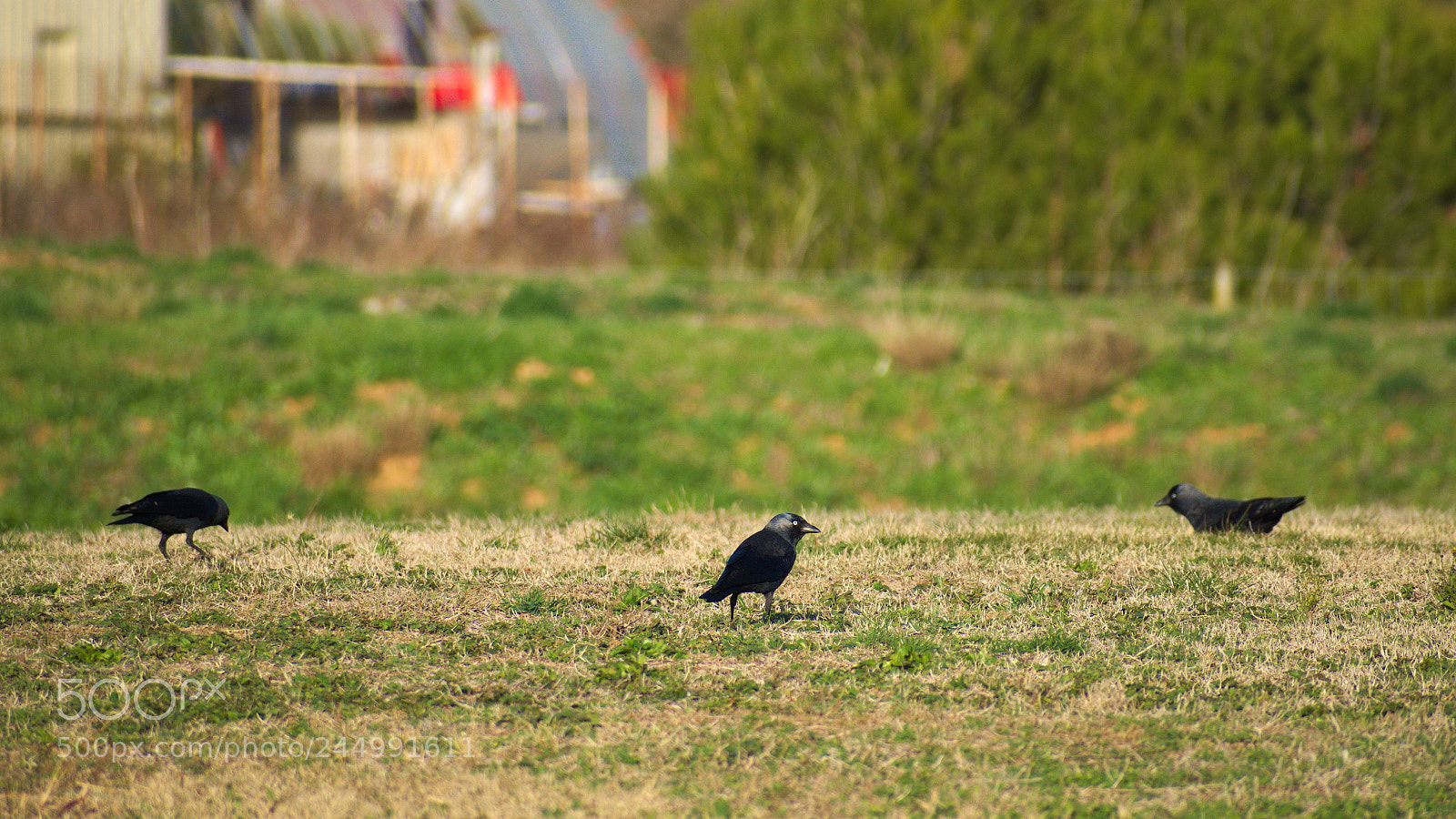 Nikon D5600 sample photo. Crow photography