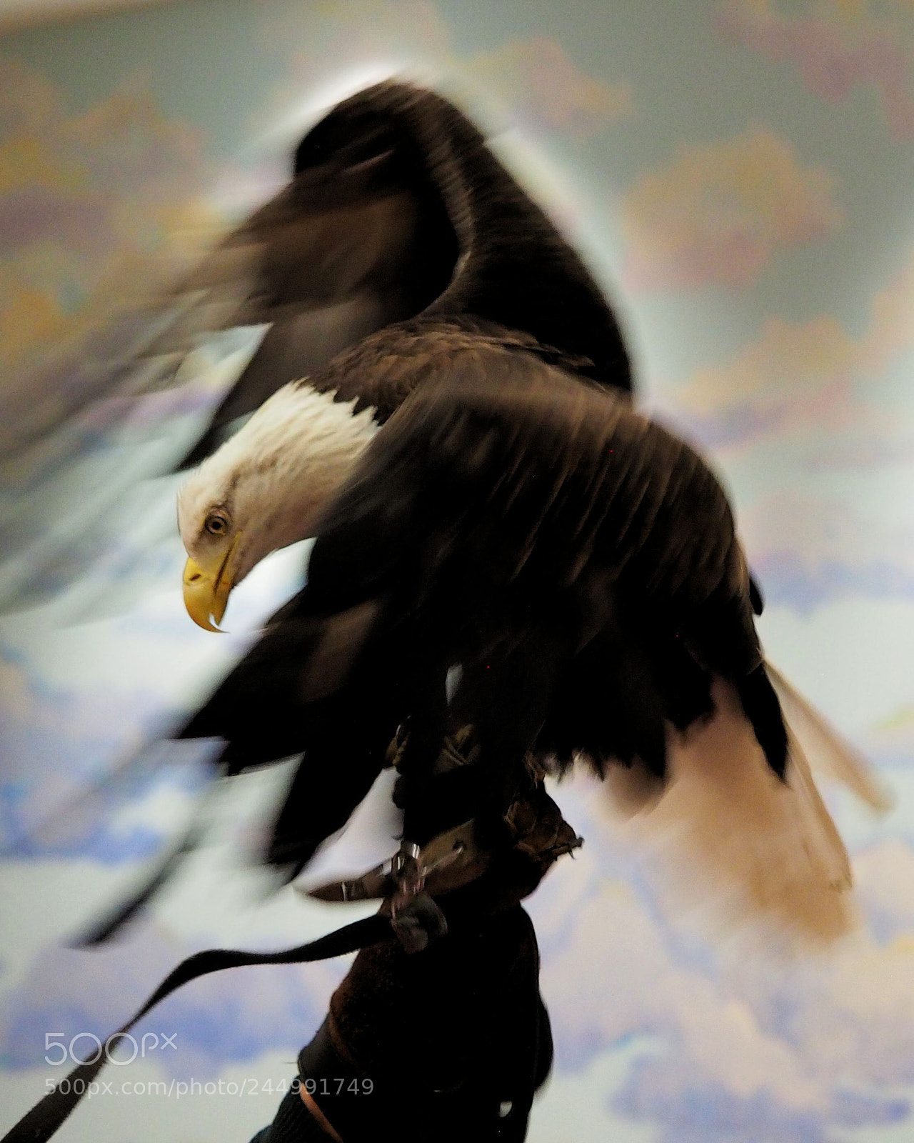 Olympus OM-D E-M1 sample photo. Eagle in motion photography