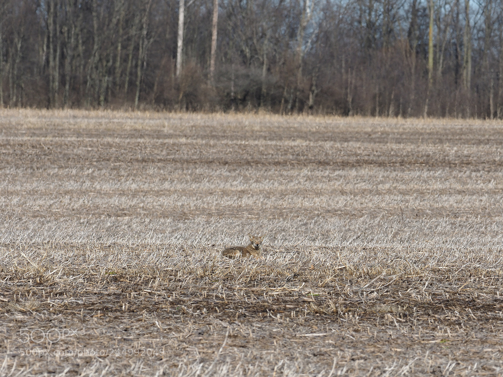 Olympus OM-D E-M1 Mark II sample photo. Afternoon sunning photography