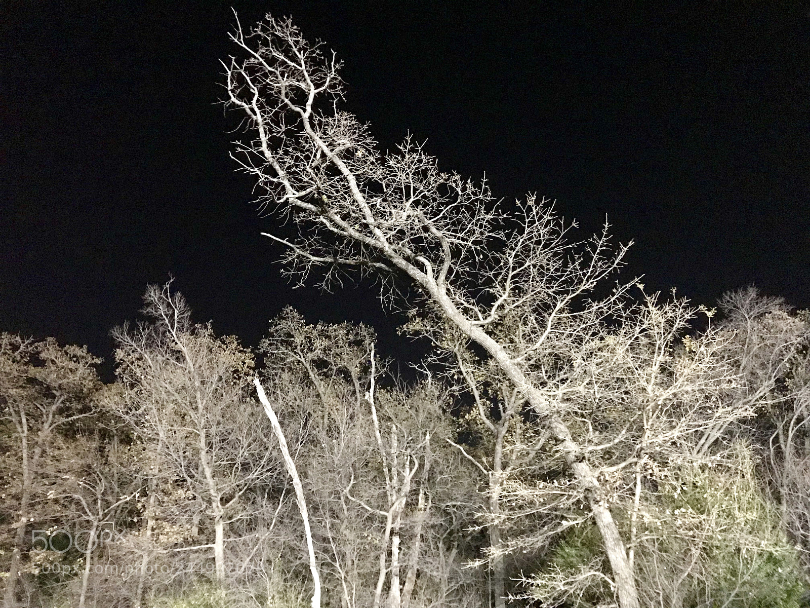 Apple iPhone 7 Plus sample photo. Crooked much photography