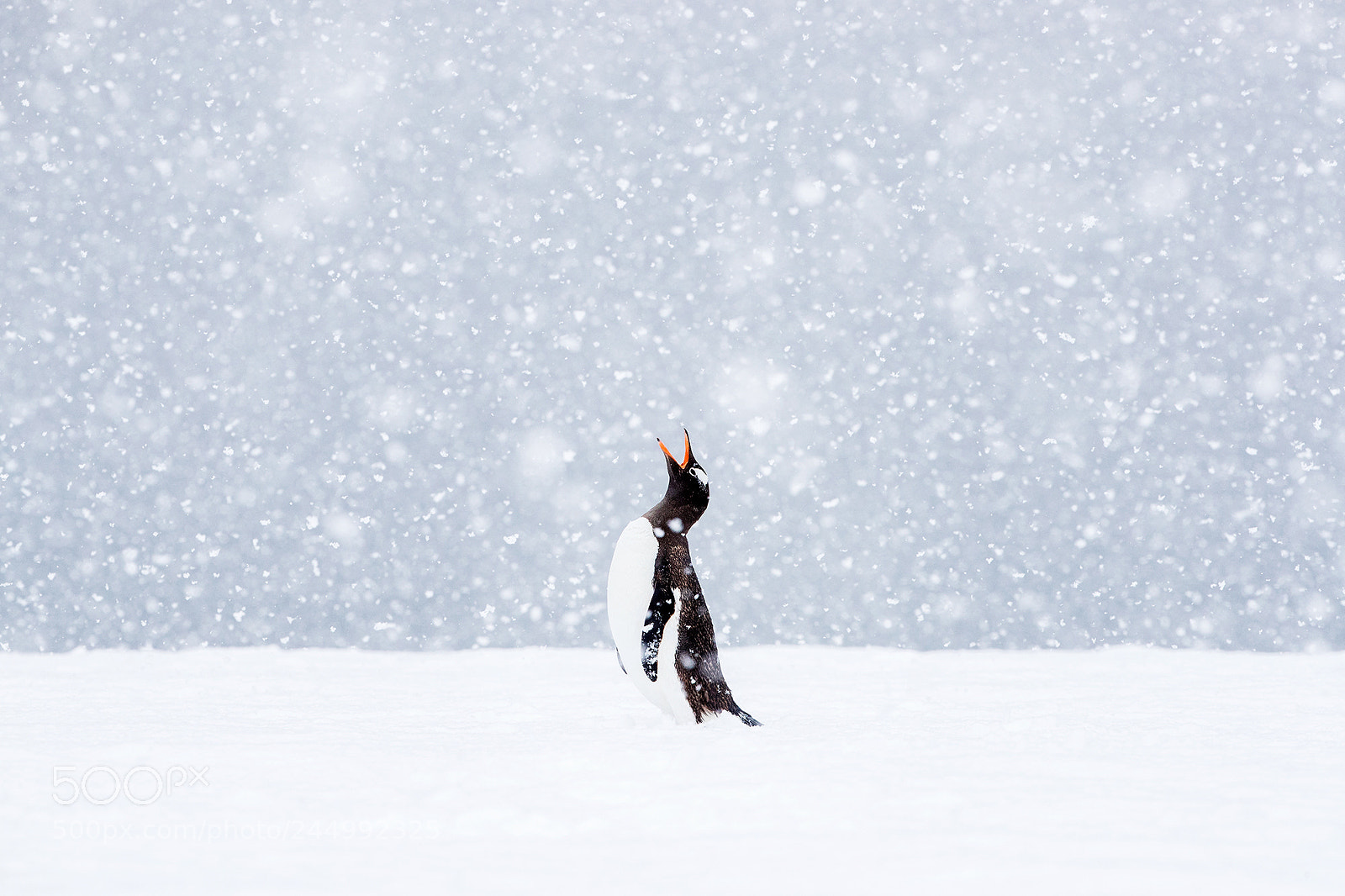 Canon EOS-1D X Mark II sample photo. Antartica 2018 photography