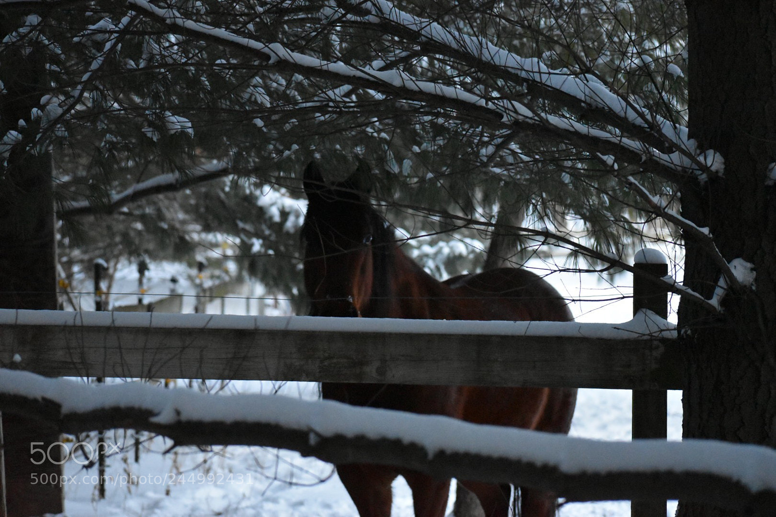 Nikon D5500 sample photo. Horse photography