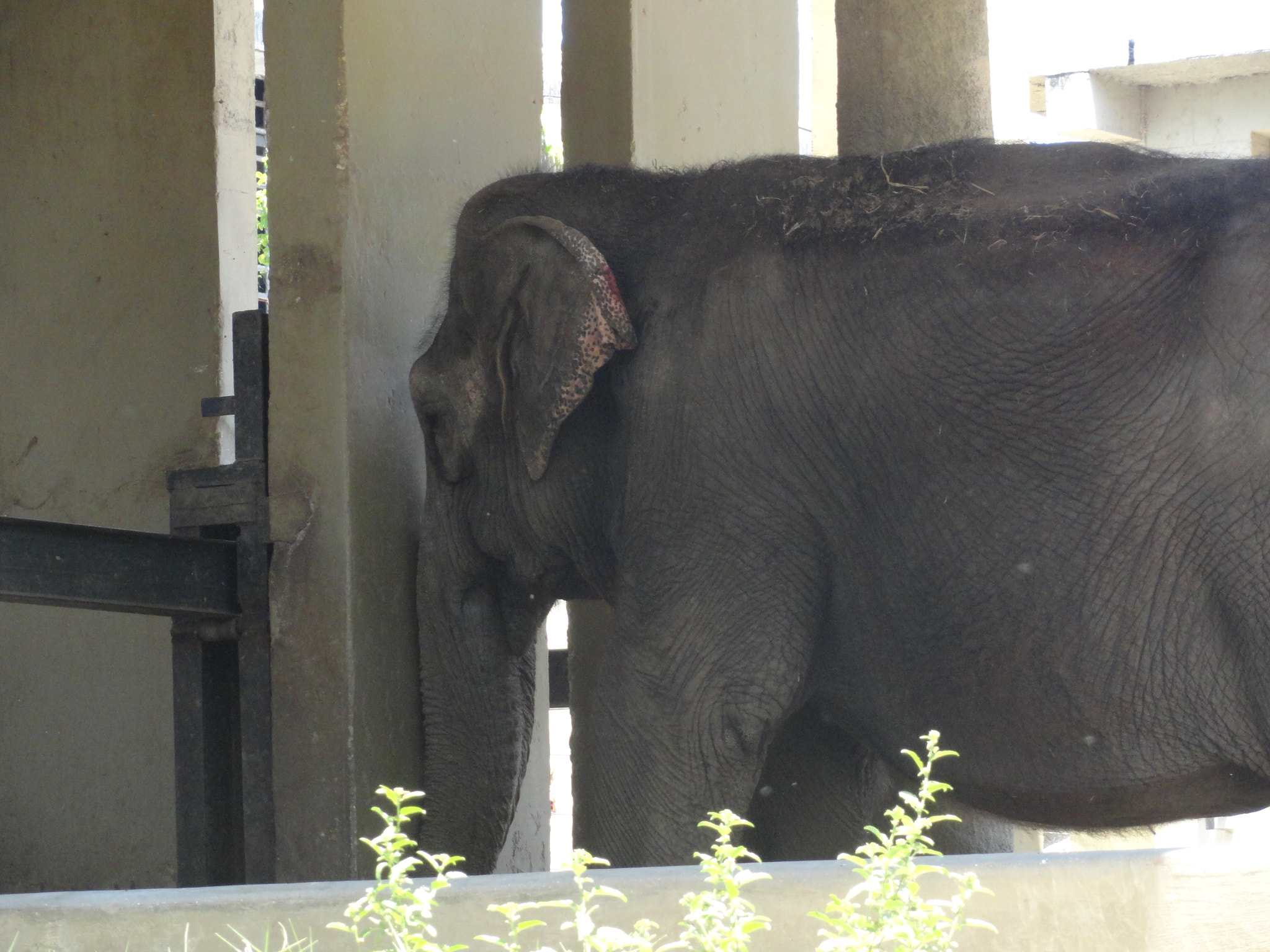 Sony Cyber-shot DSC-H70 sample photo. Elephant photography