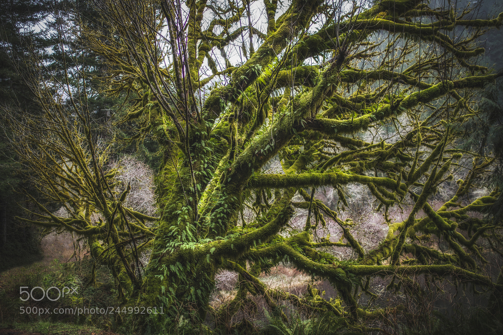 Sony a7R sample photo. Fern tree photography