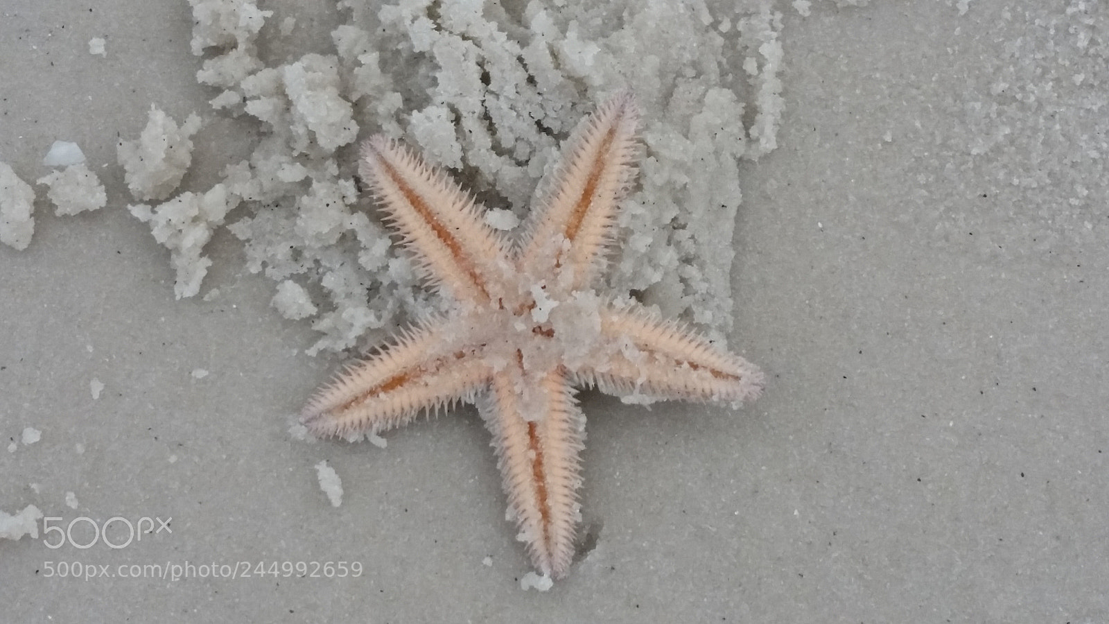 Samsung Galaxy S5 sample photo. Starfish photography