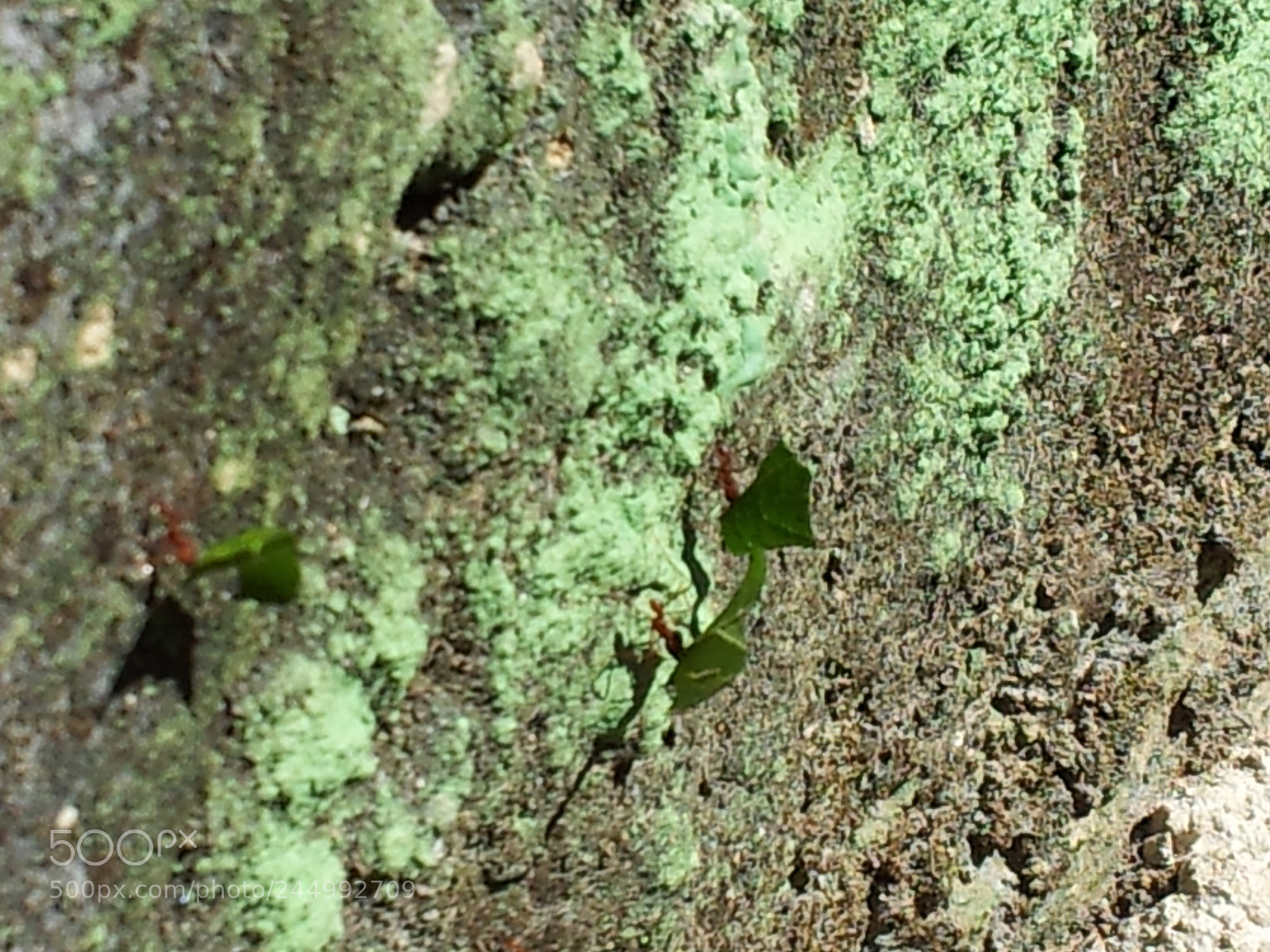 Samsung Galaxy S2 sample photo. Ants photography