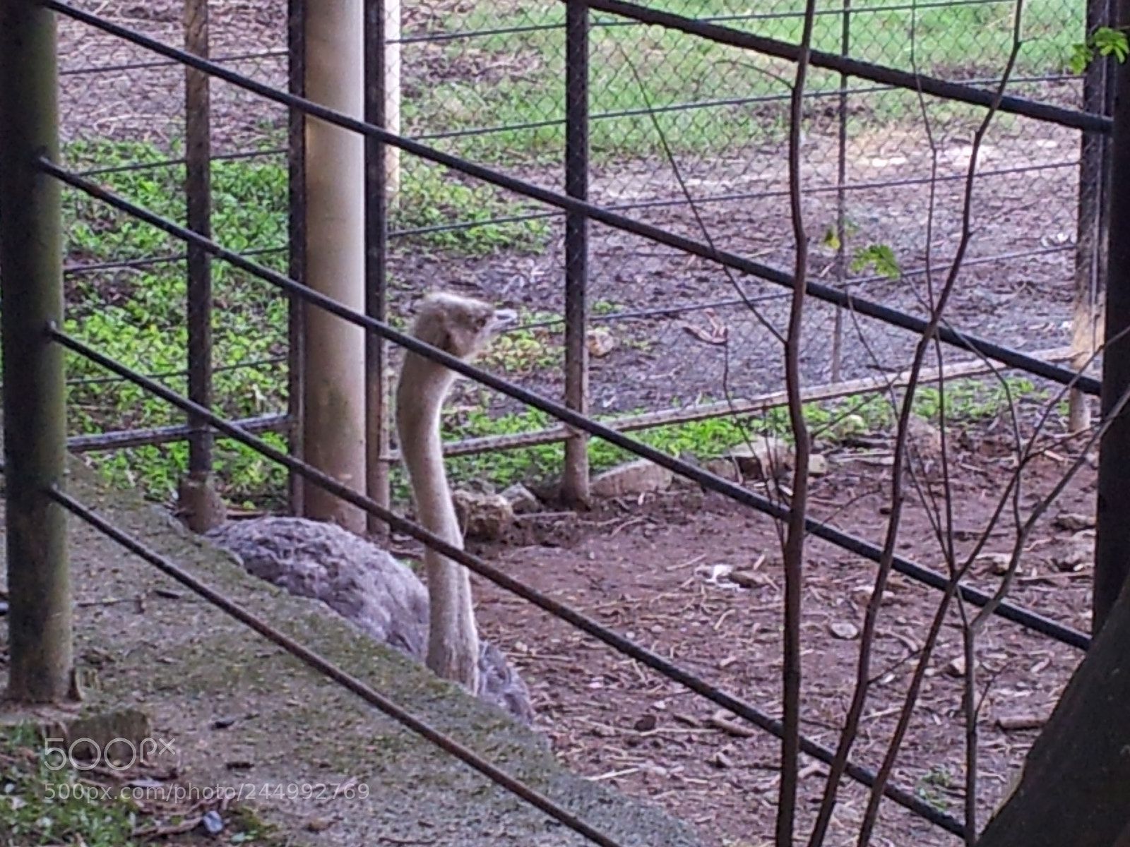 Samsung Galaxy S2 sample photo. Ostrich photography