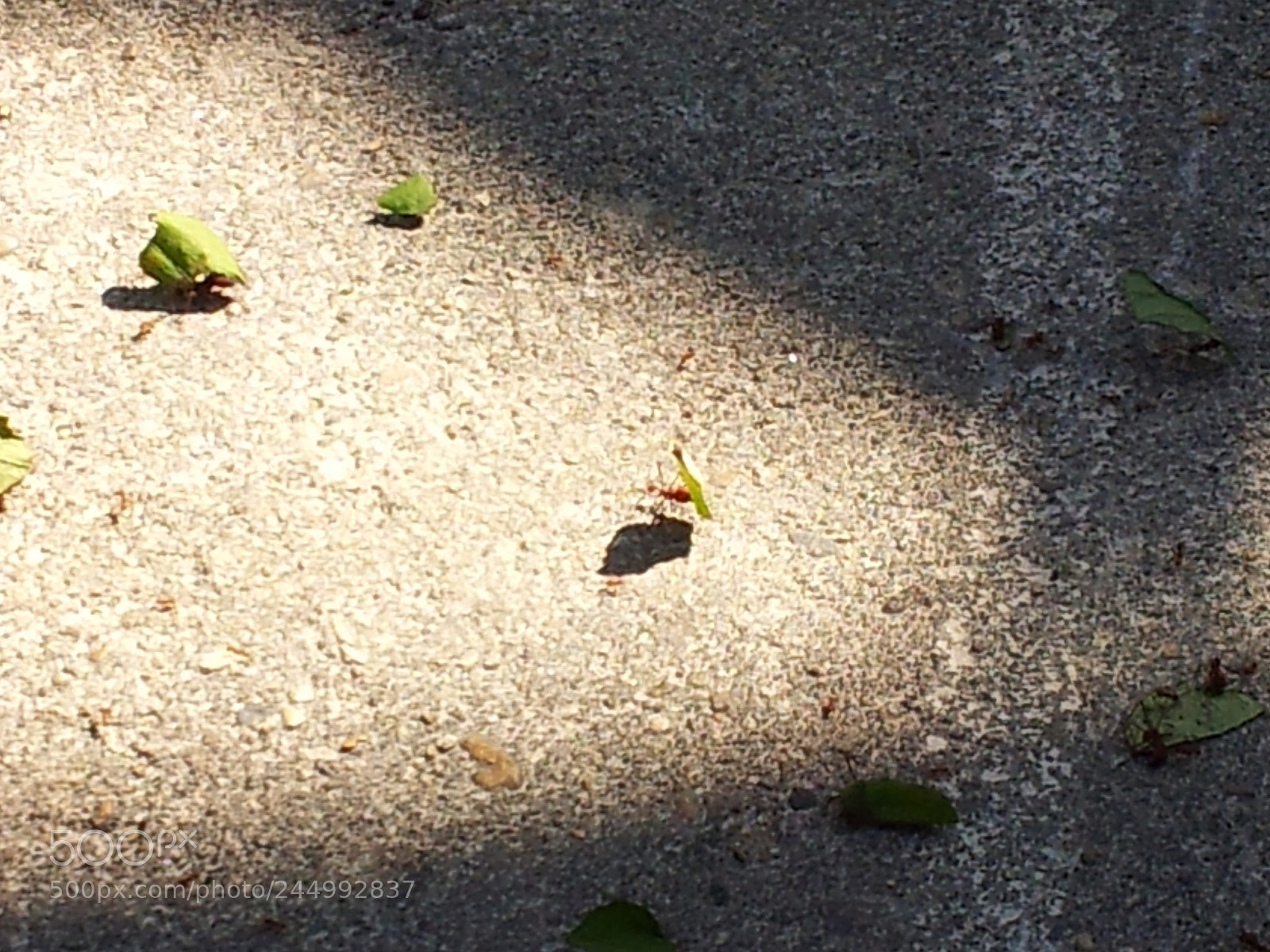 Samsung Galaxy S2 sample photo. Ants photography