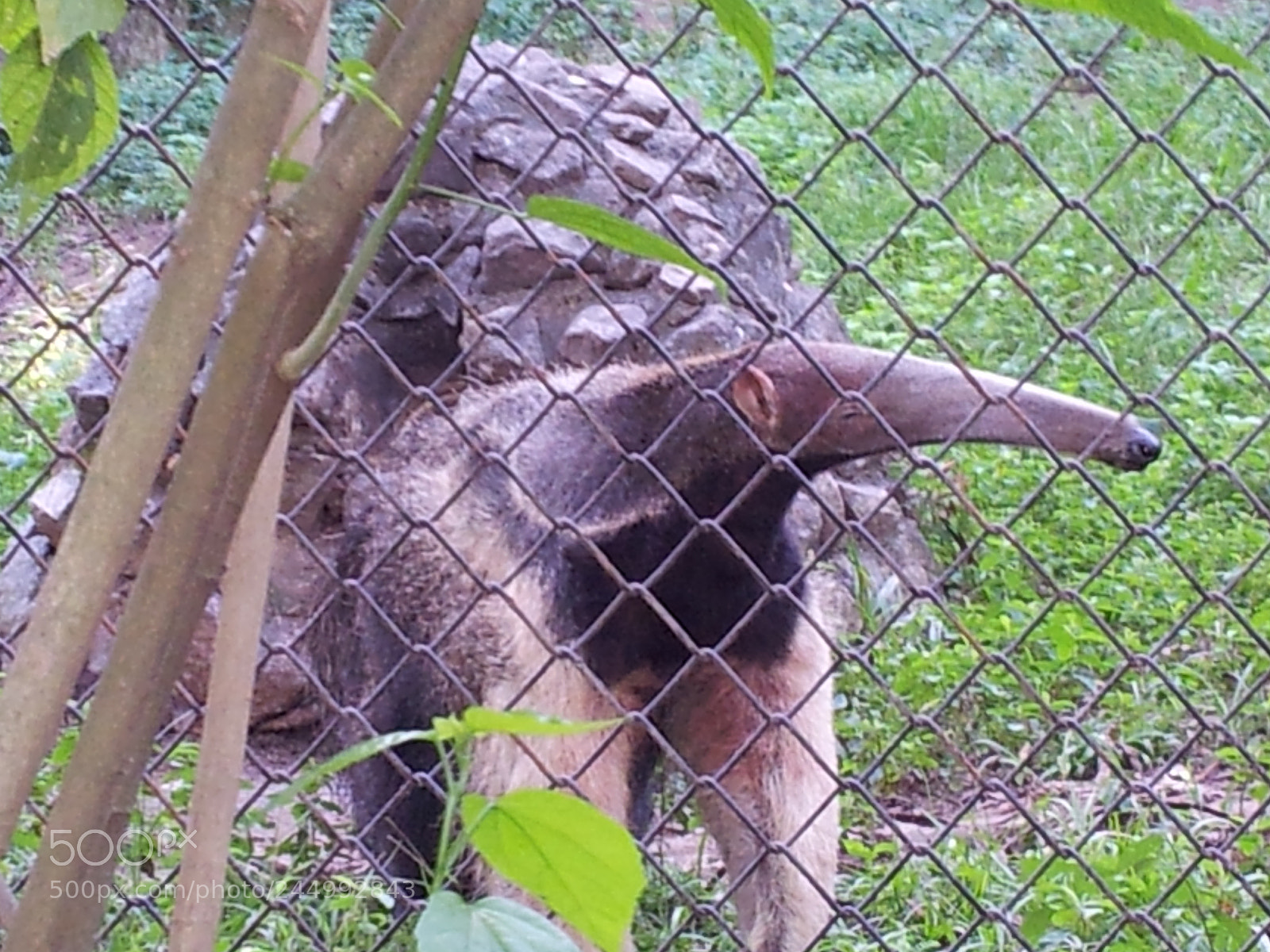 Samsung Galaxy S2 sample photo. Ant-bear photography