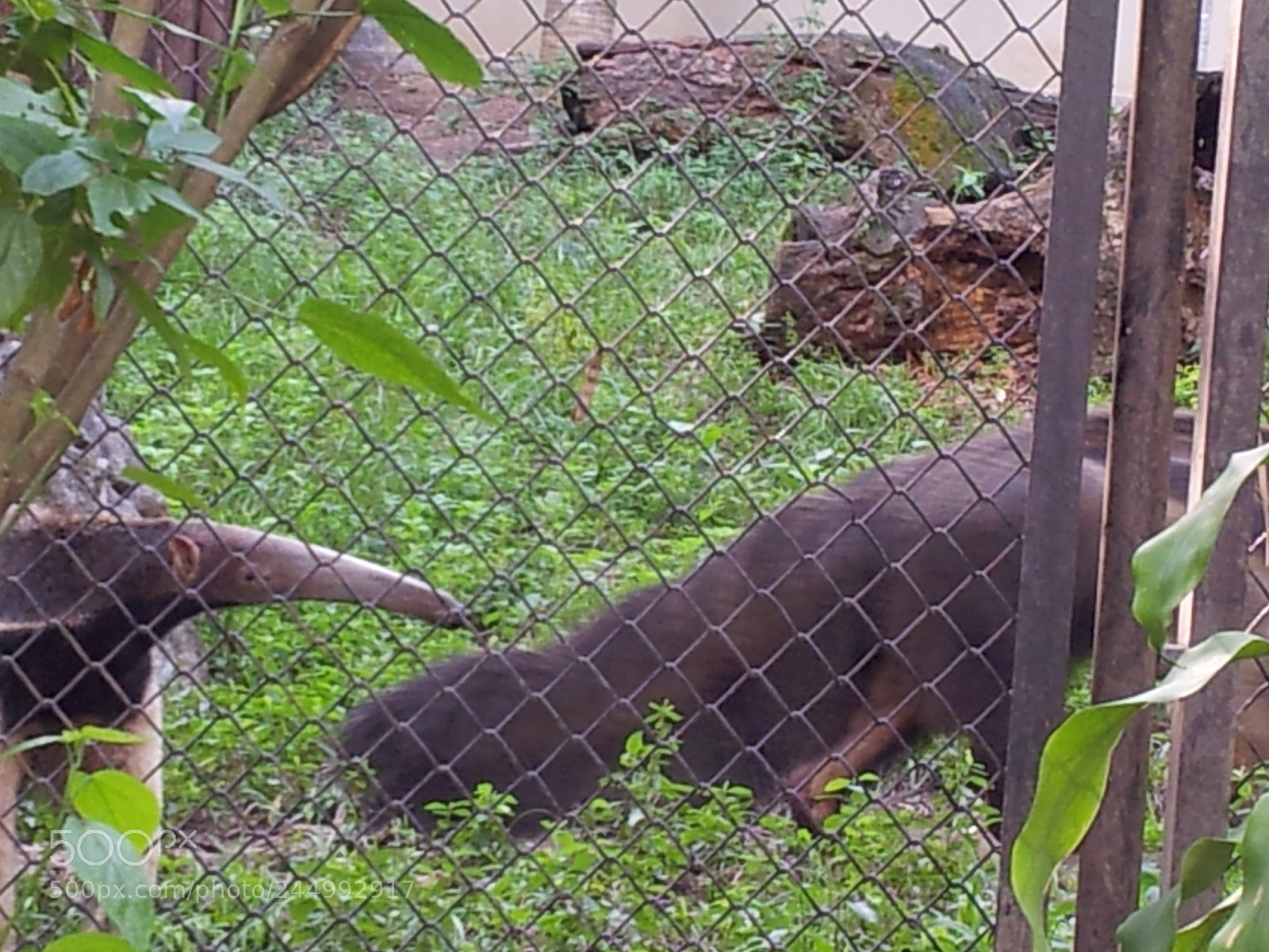 Samsung Galaxy S2 sample photo. Ant-bear photography