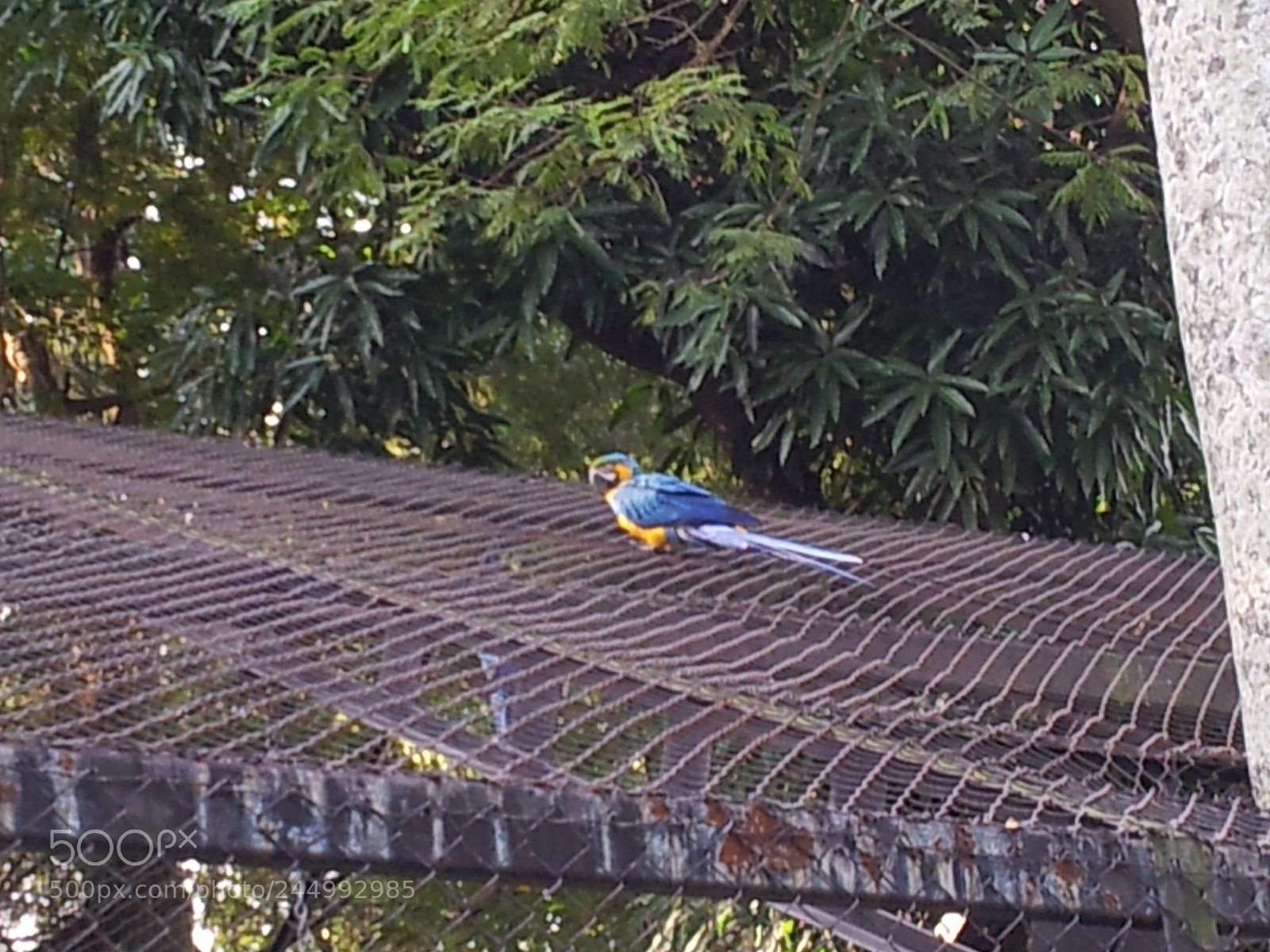 Samsung Galaxy S2 sample photo. Macaw photography