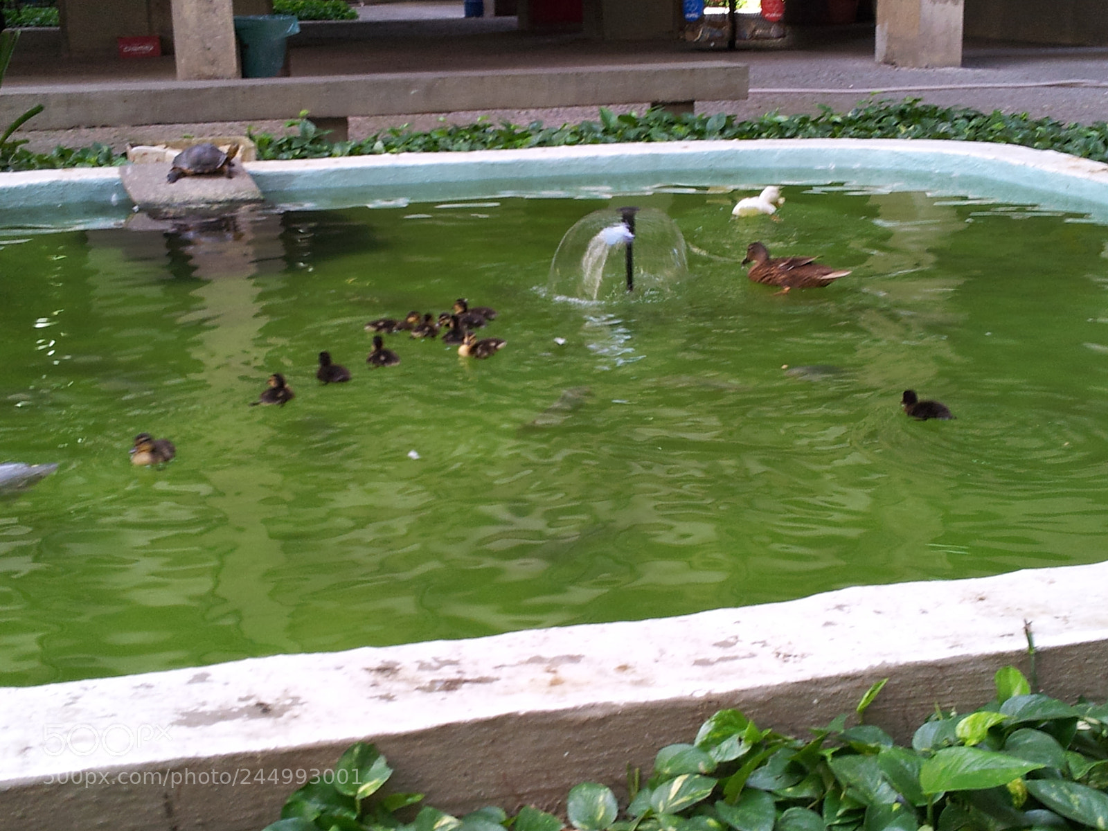 Samsung Galaxy S2 sample photo. Ducks photography