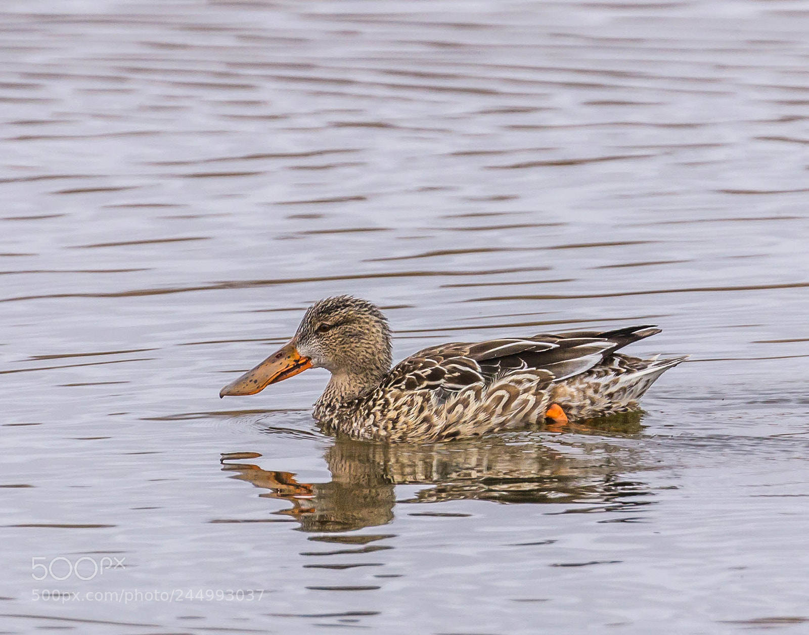 Canon EOS 600D (Rebel EOS T3i / EOS Kiss X5) sample photo. Female northern shoveler photography
