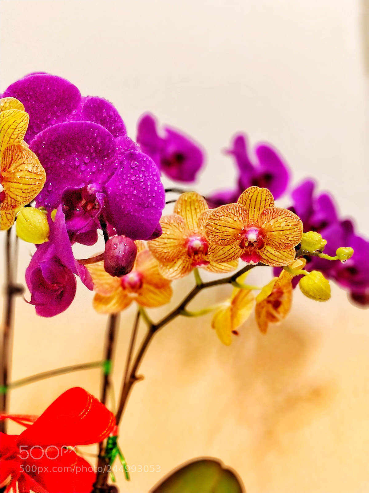 OnePlus 5 sample photo. Flower photography