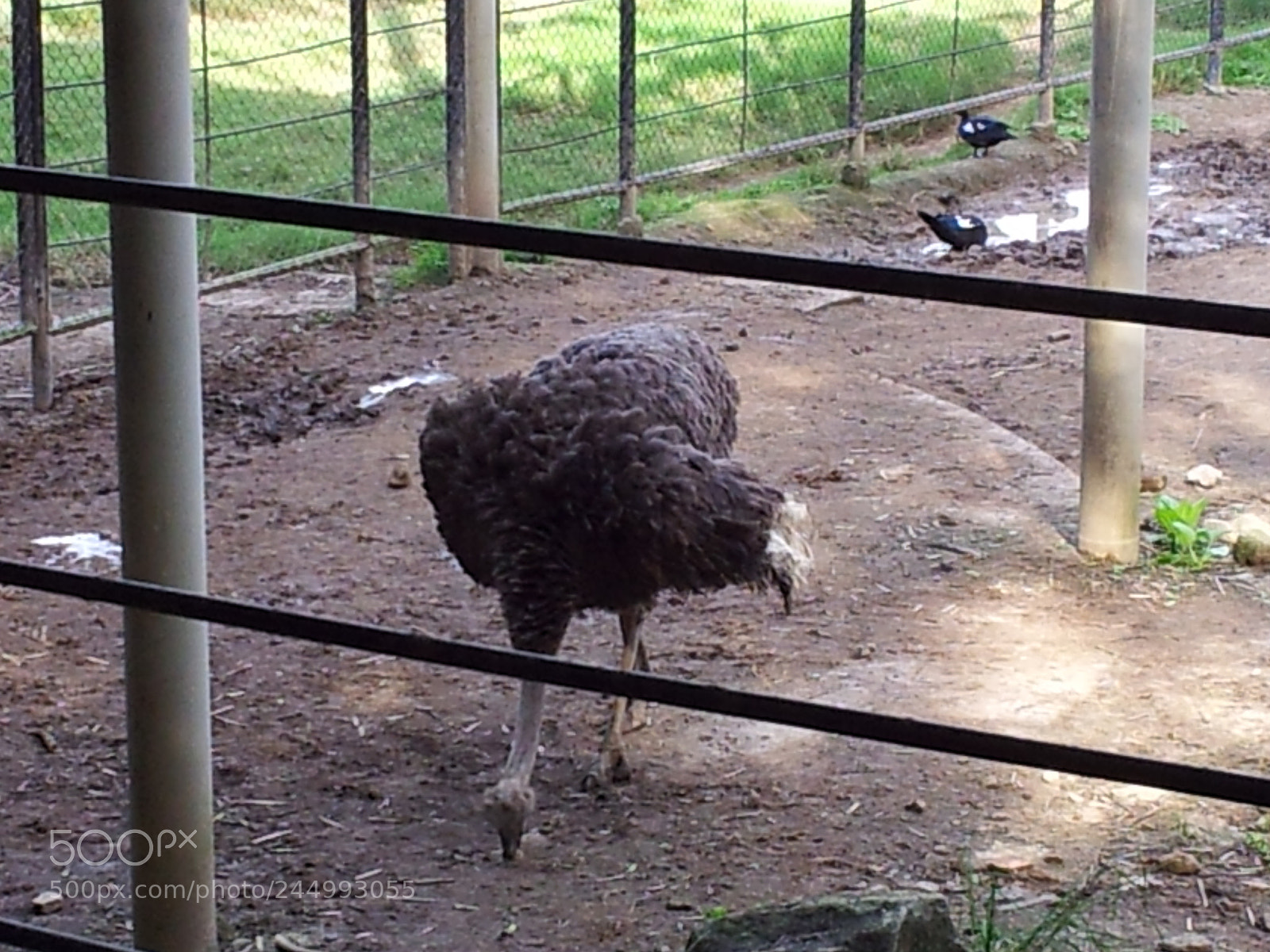 Samsung Galaxy S2 sample photo. Ostrich photography